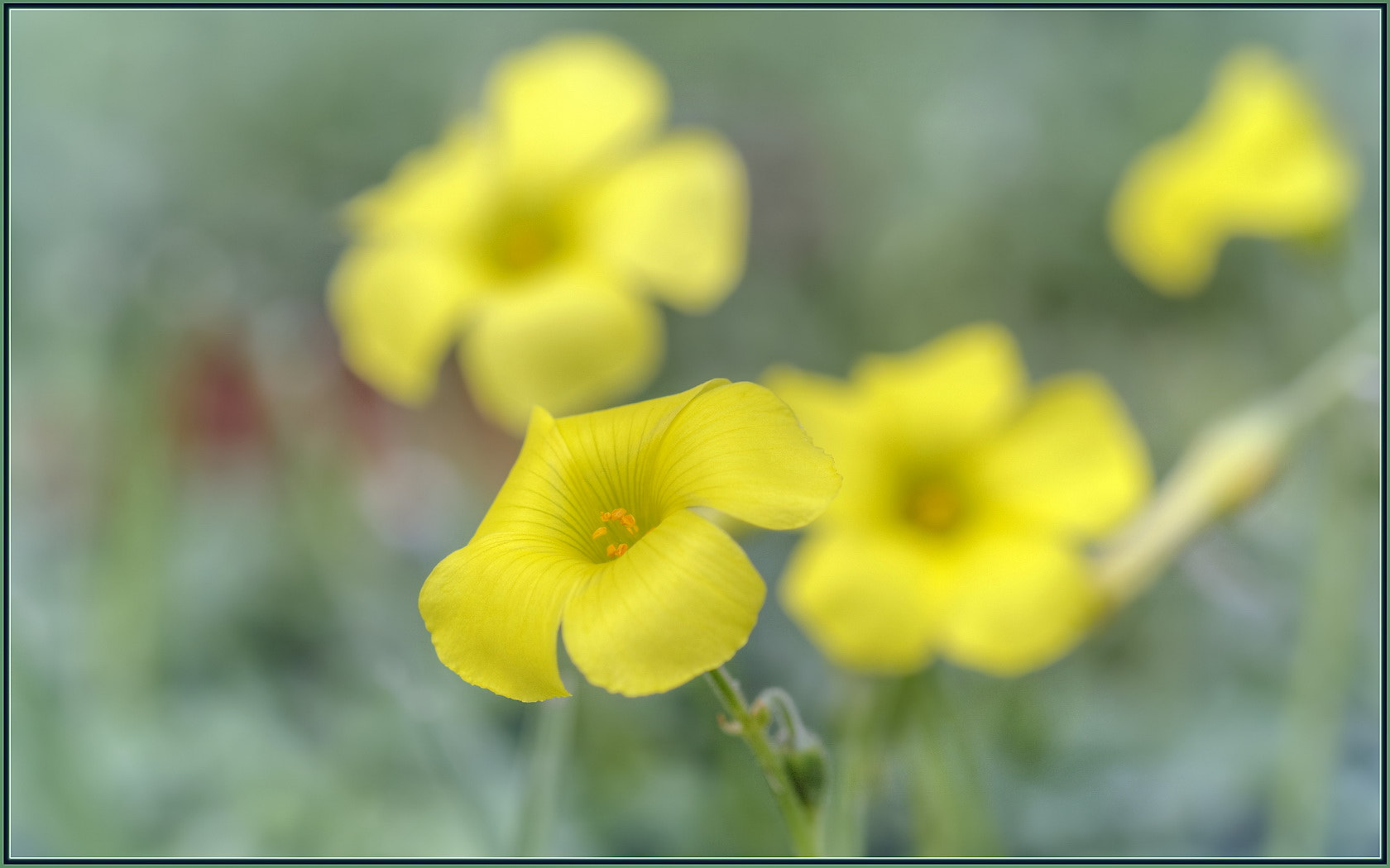 Sigma 105mm F2.8 EX DG OS HSM sample photo. Tiny wildflowers photography