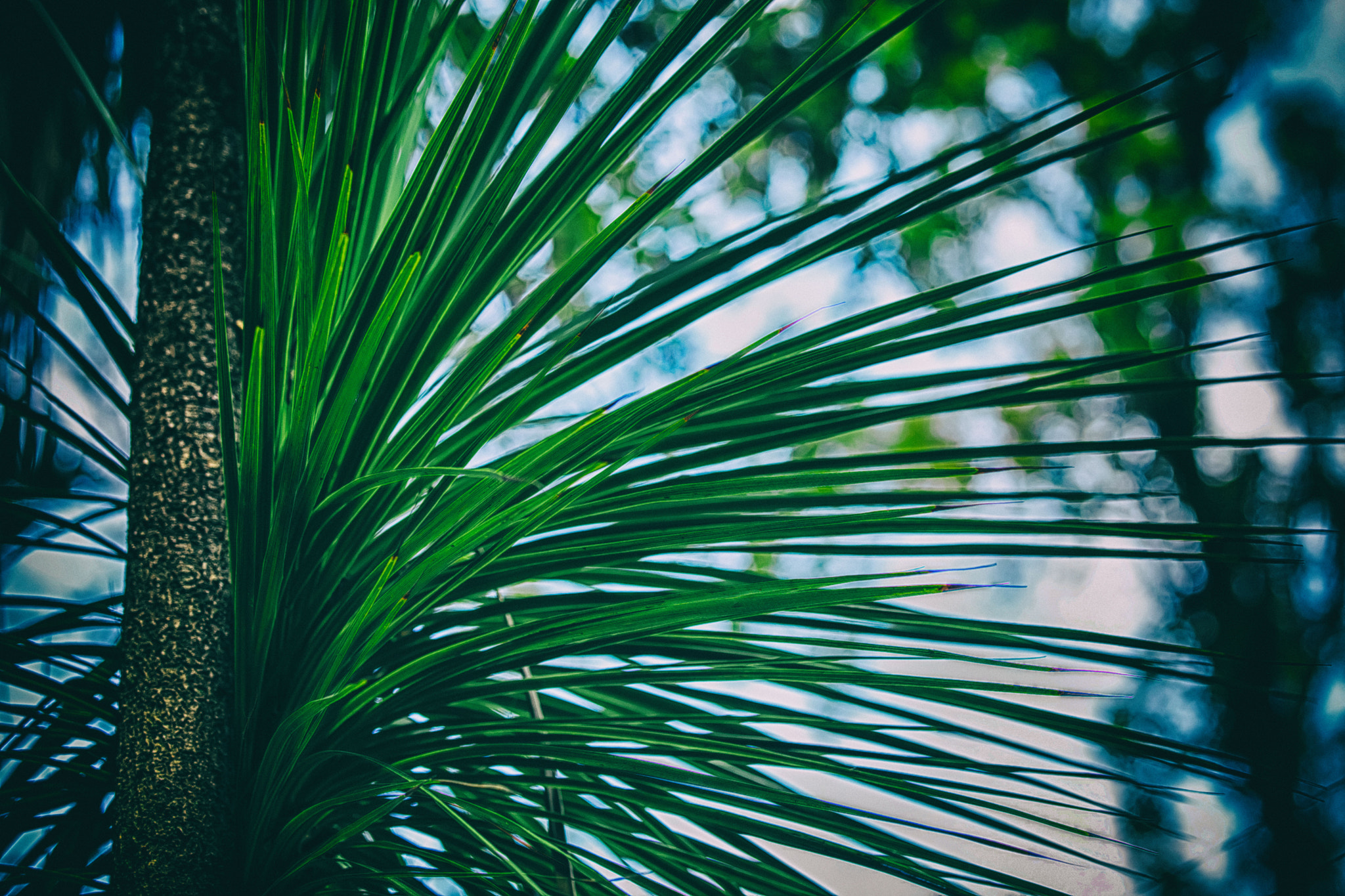 Canon EOS 5DS R sample photo. Pony palm photography
