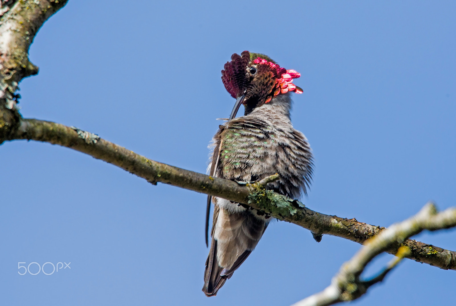 Nikon D750 + Sigma 150-600mm F5-6.3 DG OS HSM | C sample photo. Cleaning photography