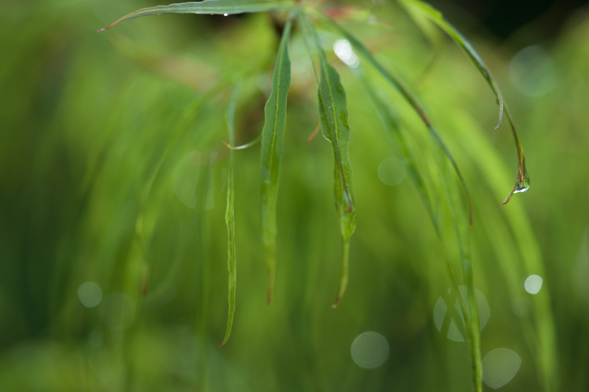 Sony a7 + Sony FE 90mm F2.8 Macro G OSS sample photo. Green leaves photography