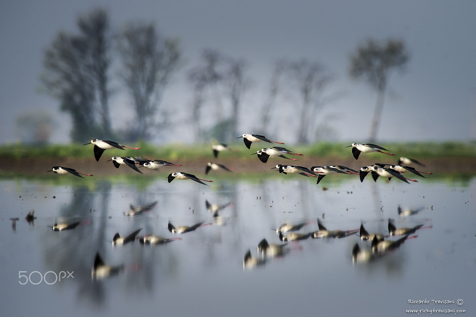 Nikon AF-S Nikkor 300mm F2.8G ED VR II sample photo. Fly, black winged stilts photography