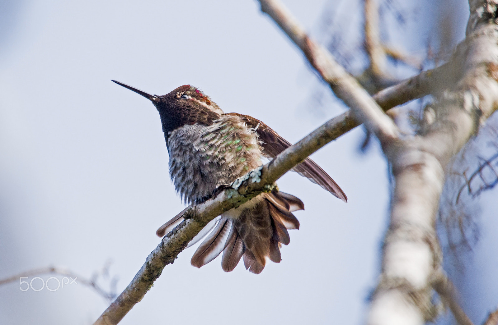 Nikon D750 + Sigma 150-600mm F5-6.3 DG OS HSM | C sample photo. Feathers photography