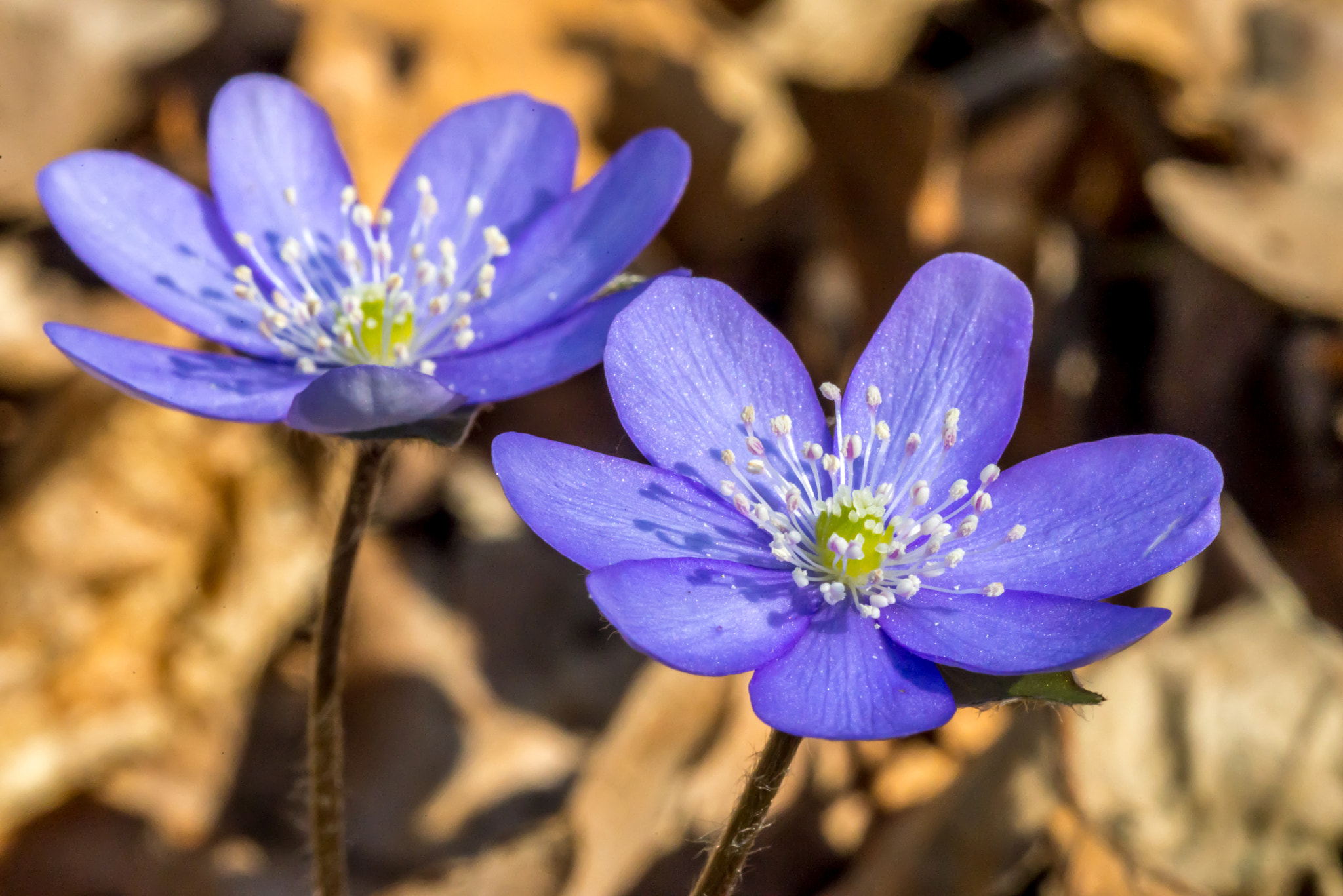 AF Micro-Nikkor 105mm f/2.8 sample photo. Forest violet flowers at early spring in forest photography