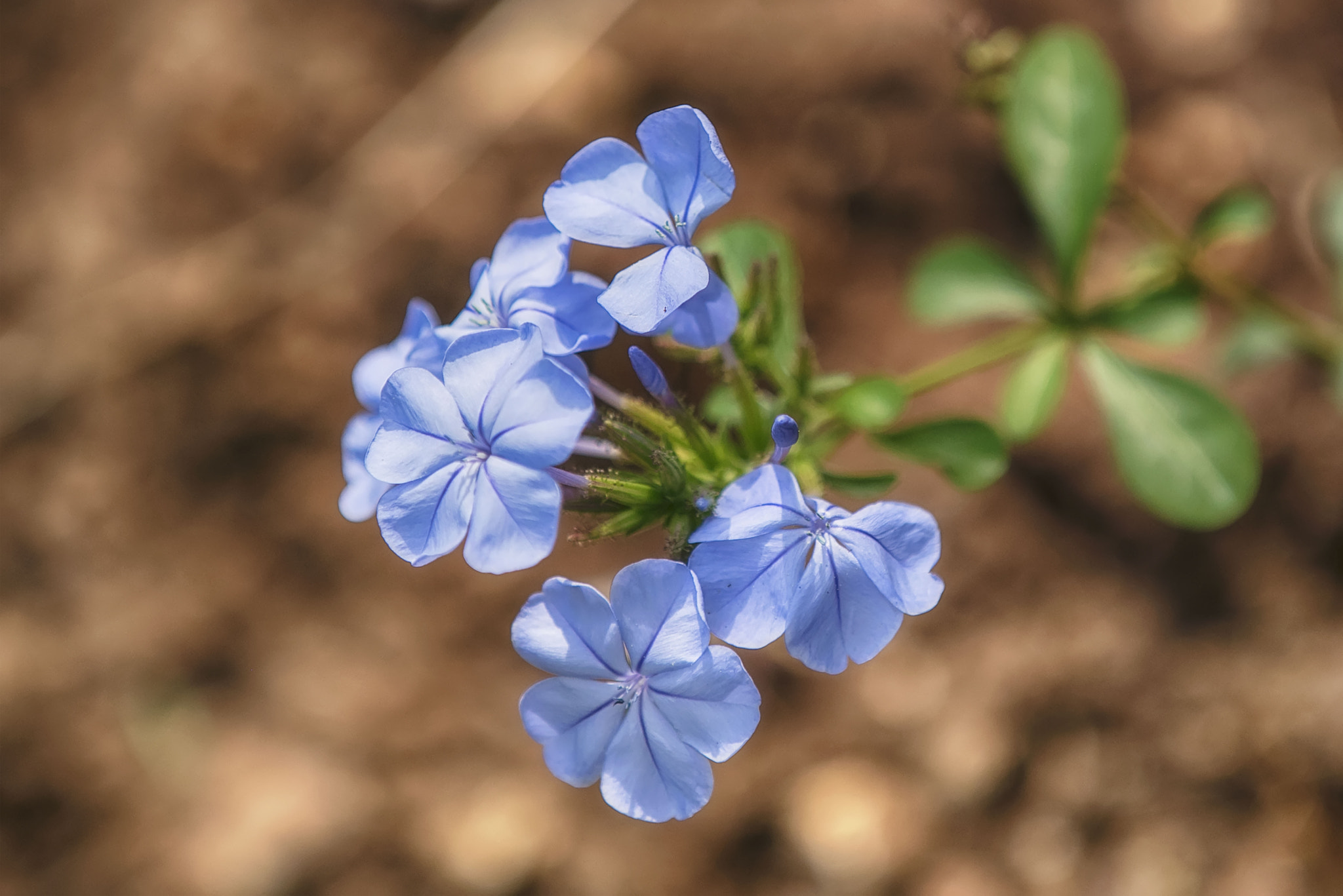 Canon EOS 5DS R sample photo. Pure pretty photography