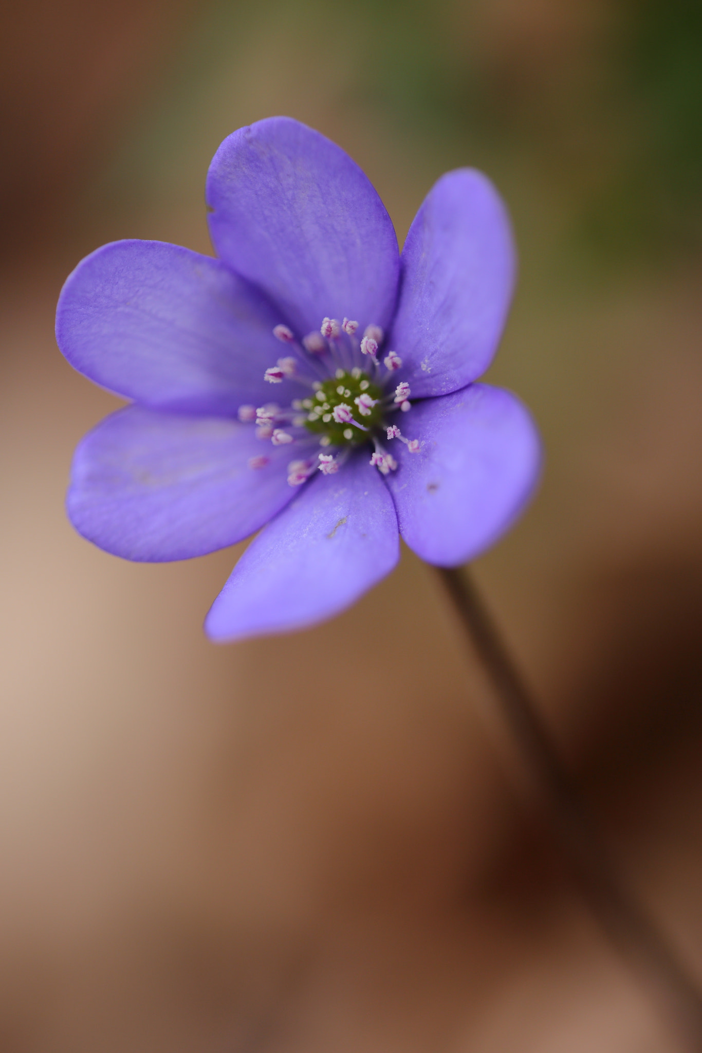 Sigma APO Macro 150mm f/2.8 EX DG HSM sample photo. Leberblümchen photography