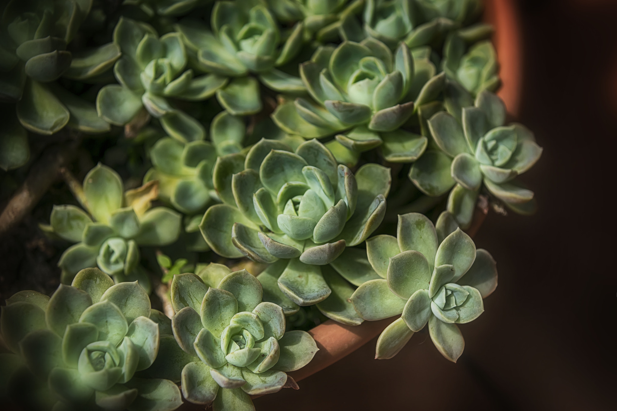 Canon EOS 5DS R sample photo. Succulents photography