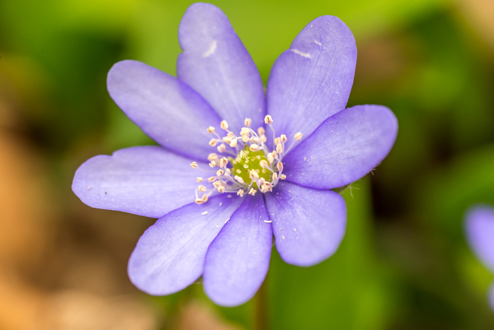 Nikon D610 + AF Micro-Nikkor 105mm f/2.8 sample photo. Forest violet flower at early spring in forest photography