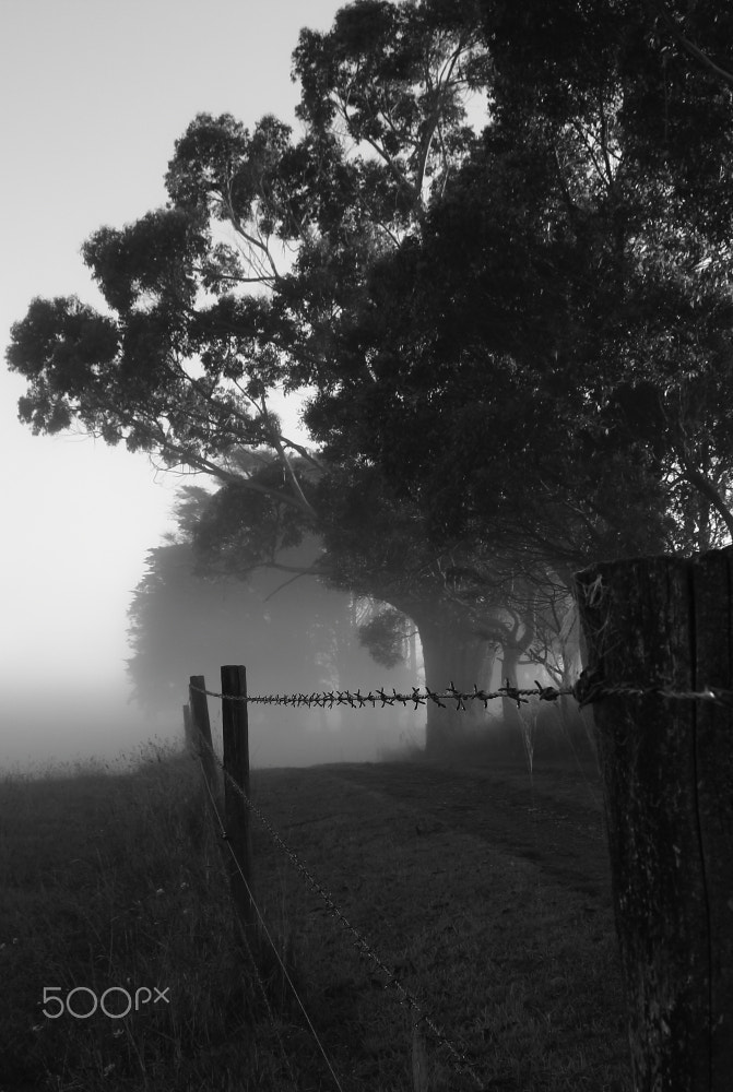 Canon EOS 60D sample photo. Quite sunday morn at forest photography