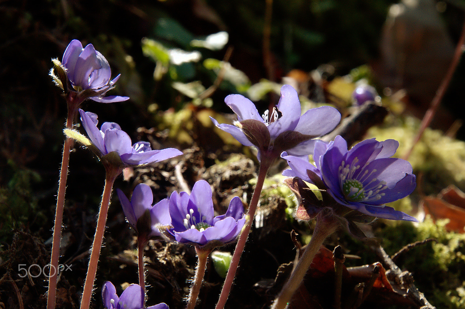 Nikon D300 sample photo. Anemone hepatica photography