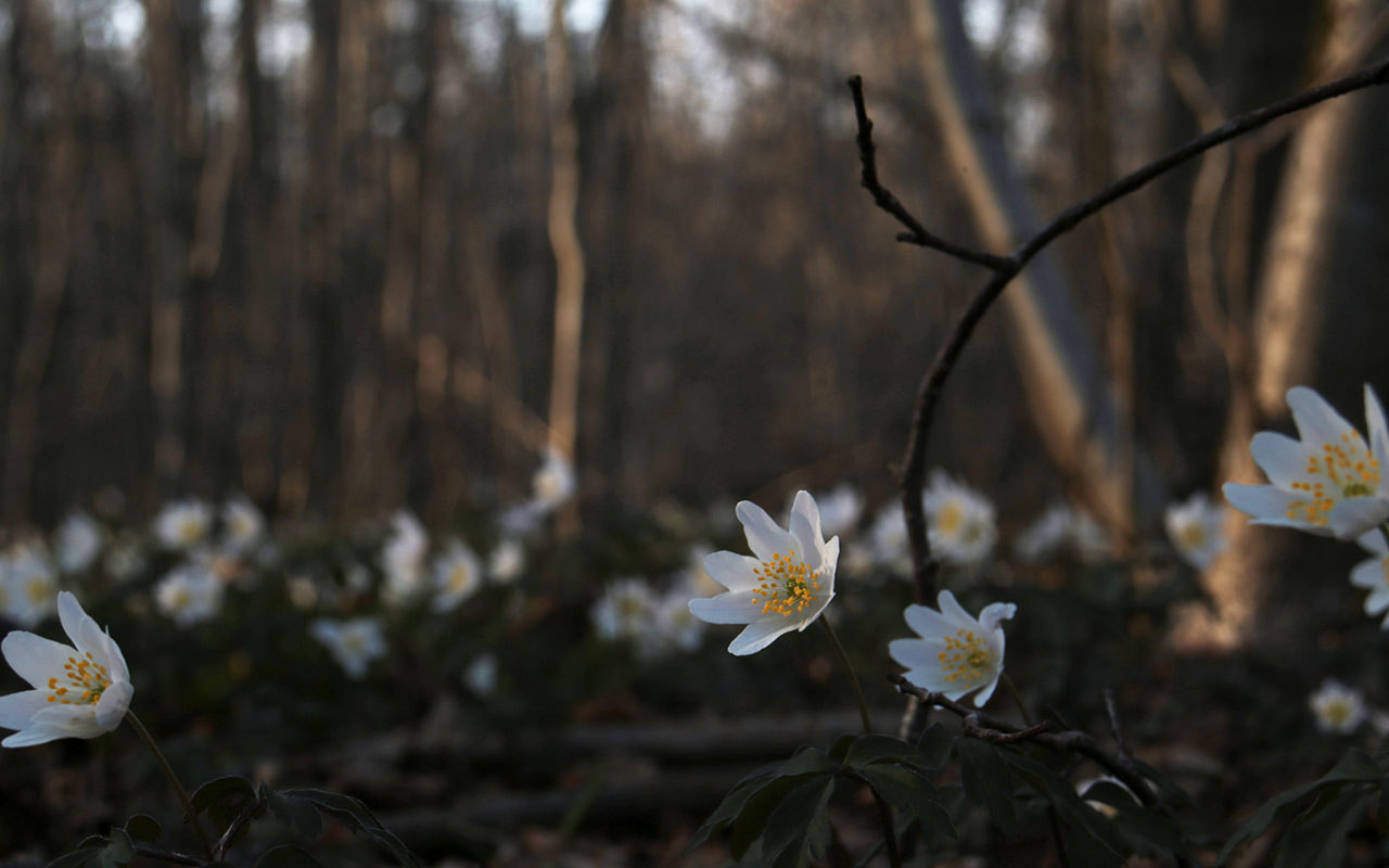 Canon EF 28-80mm f/3.5-5.6 USM sample photo. Printemps photography