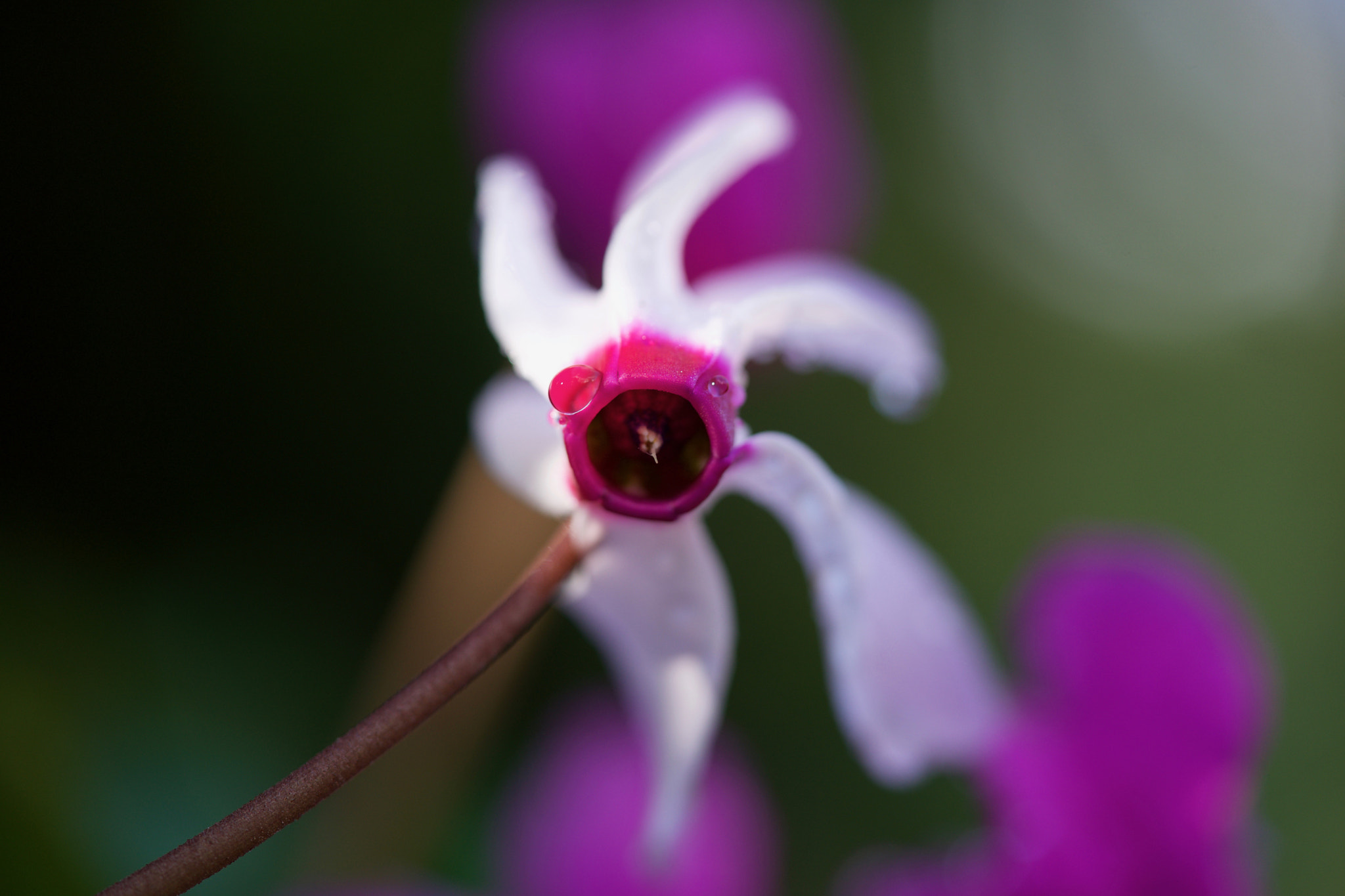 Sony a7 sample photo. Close-up on flower photography