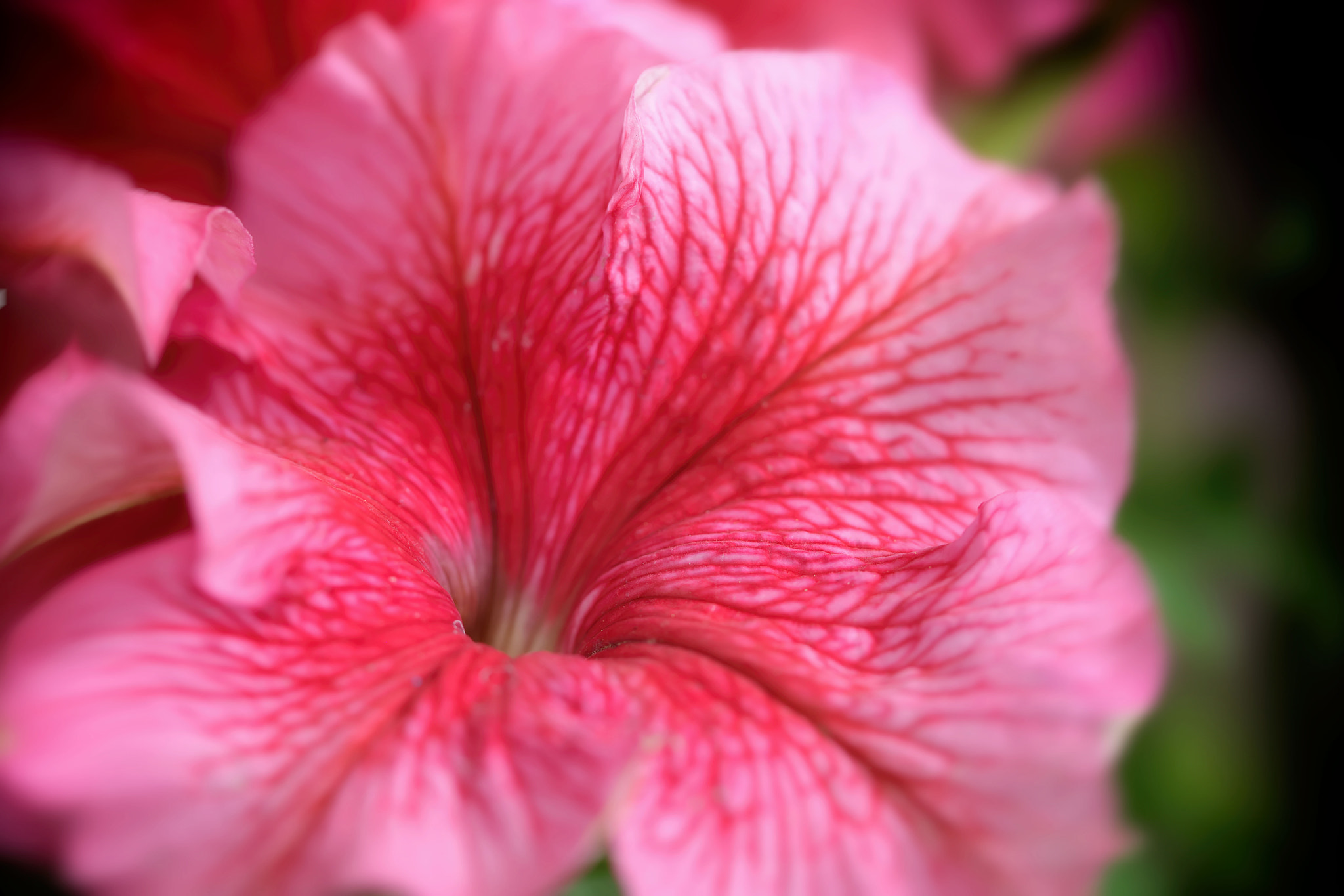 Canon EF 100mm F2.8 Macro USM sample photo. Delight photography