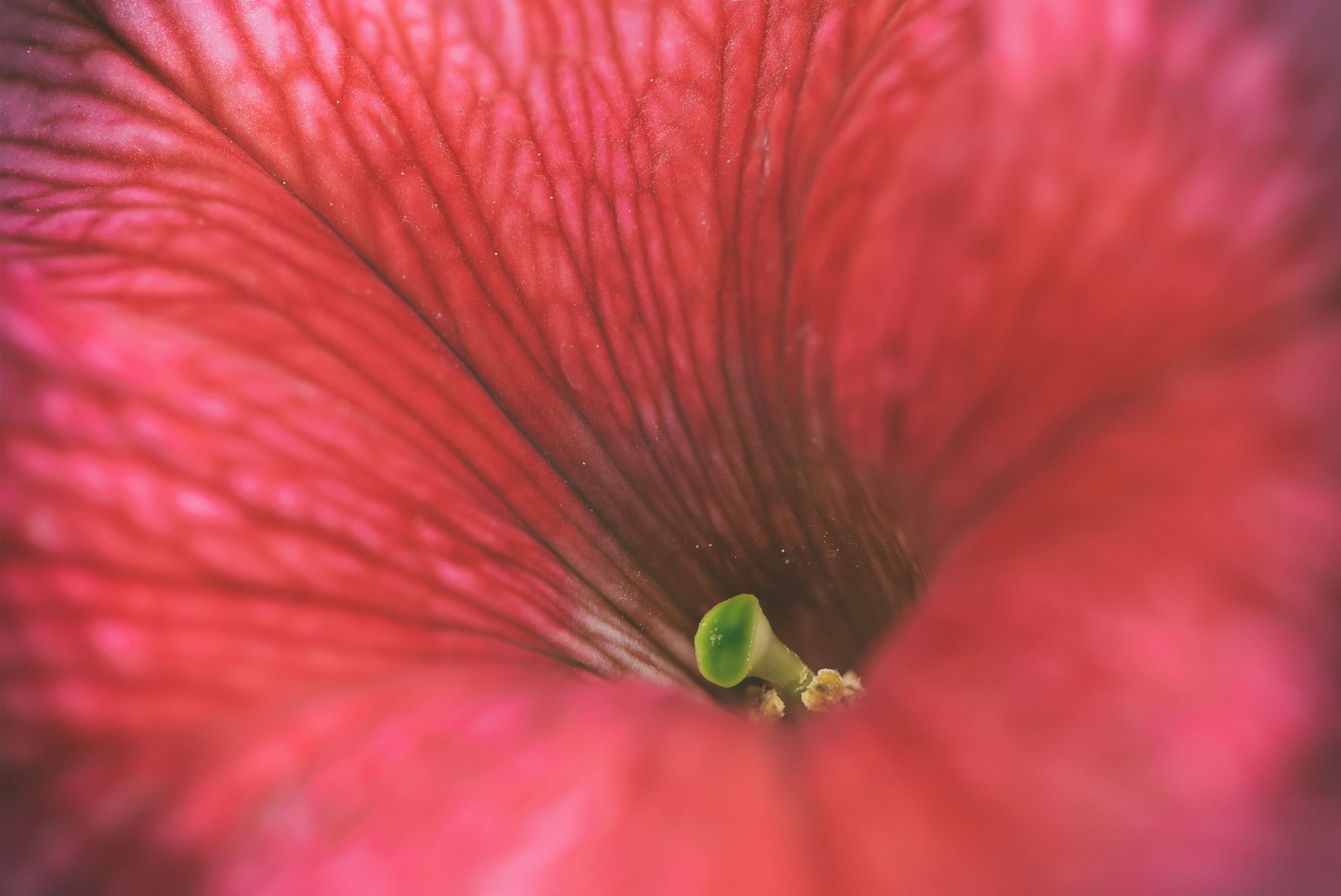 Canon EF 100mm F2.8 Macro USM sample photo. Pout photography