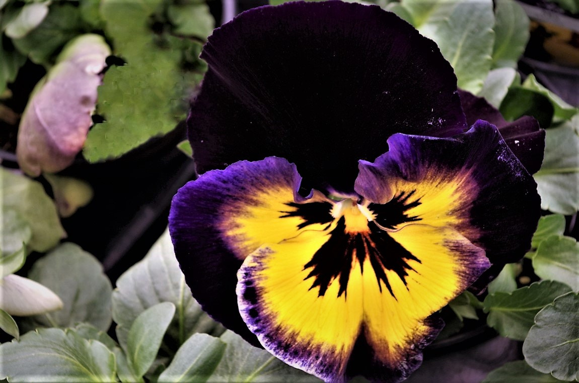Pentax smc DA 18-55mm F3.5-5.6 AL sample photo. A wonderful array of colors. photography