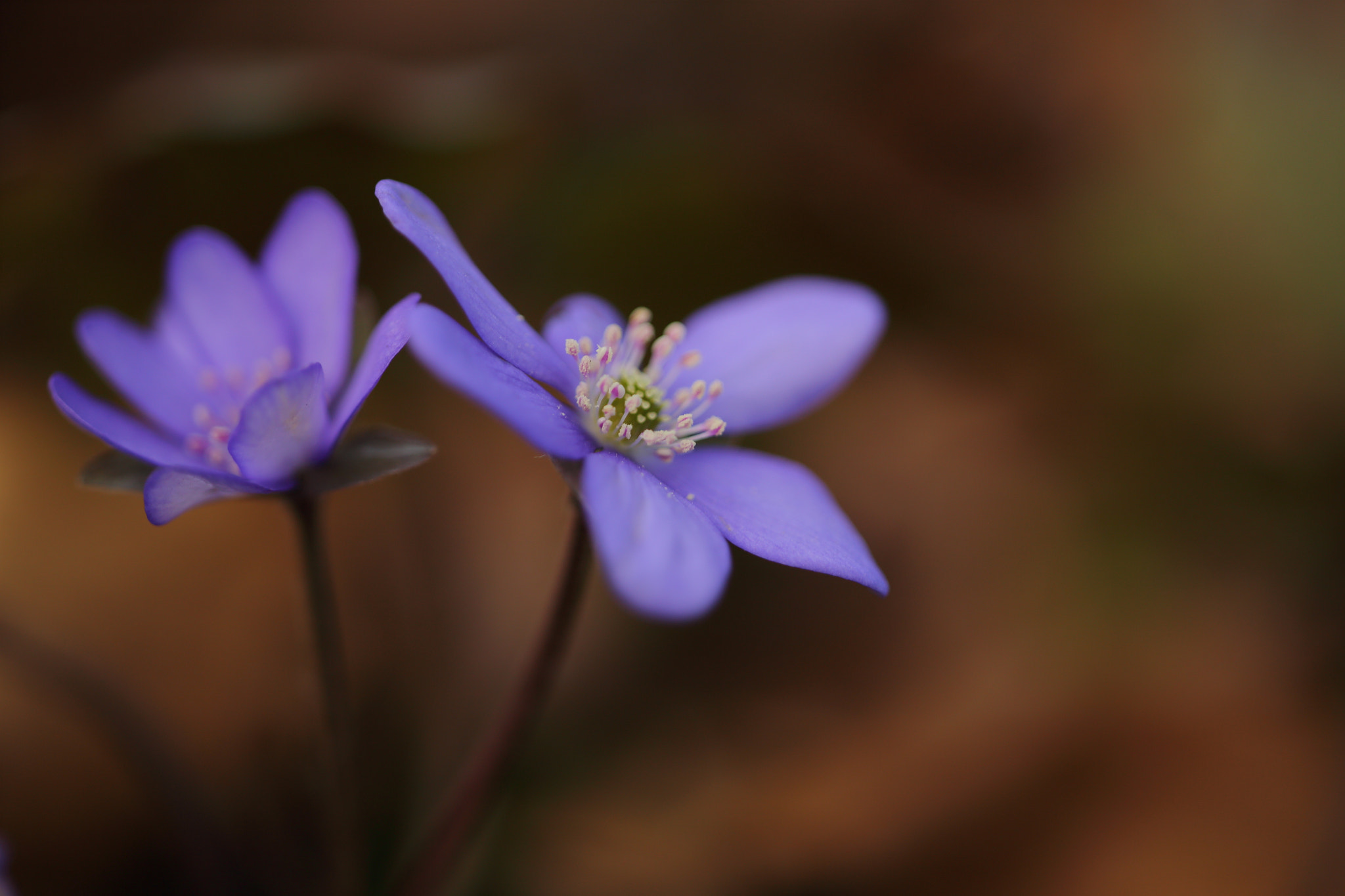 Sigma APO Macro 150mm f/2.8 EX DG HSM sample photo. Leberblümchen photography