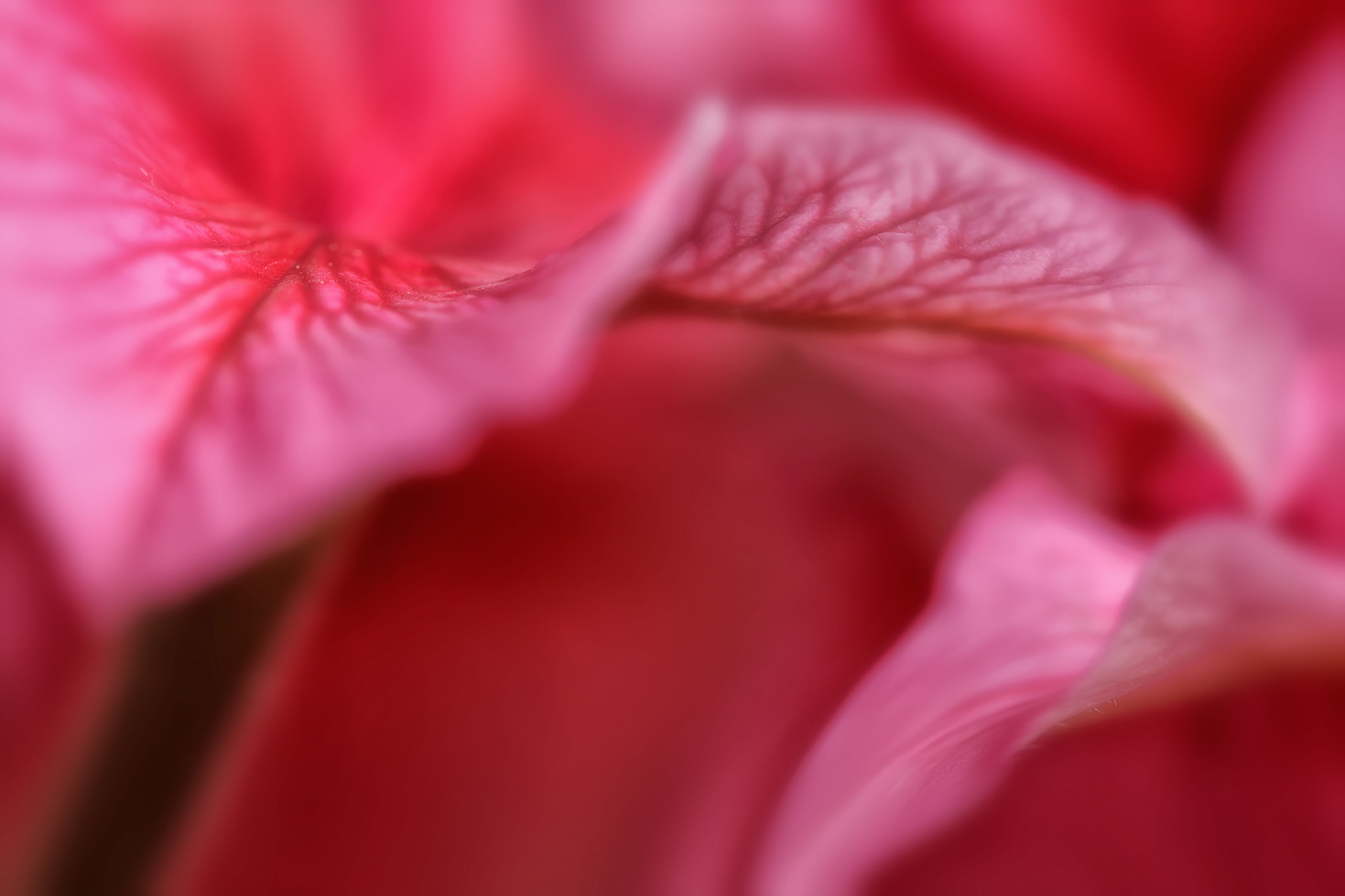 Canon EF 100mm F2.8 Macro USM sample photo. Swishing skirts photography