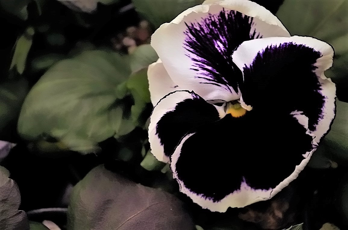 Pentax smc DA 18-55mm F3.5-5.6 AL sample photo. Deep, lovely and awesome flower shot. photography