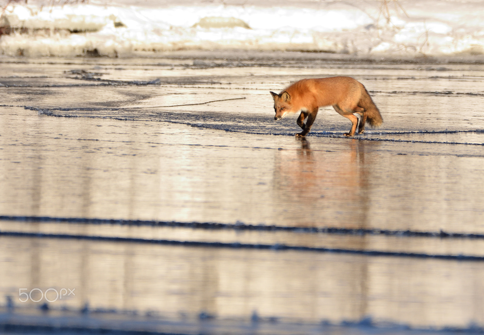 Nikon D7000 + Sigma 150-600mm F5-6.3 DG OS HSM | C sample photo. Red fox on ice photography