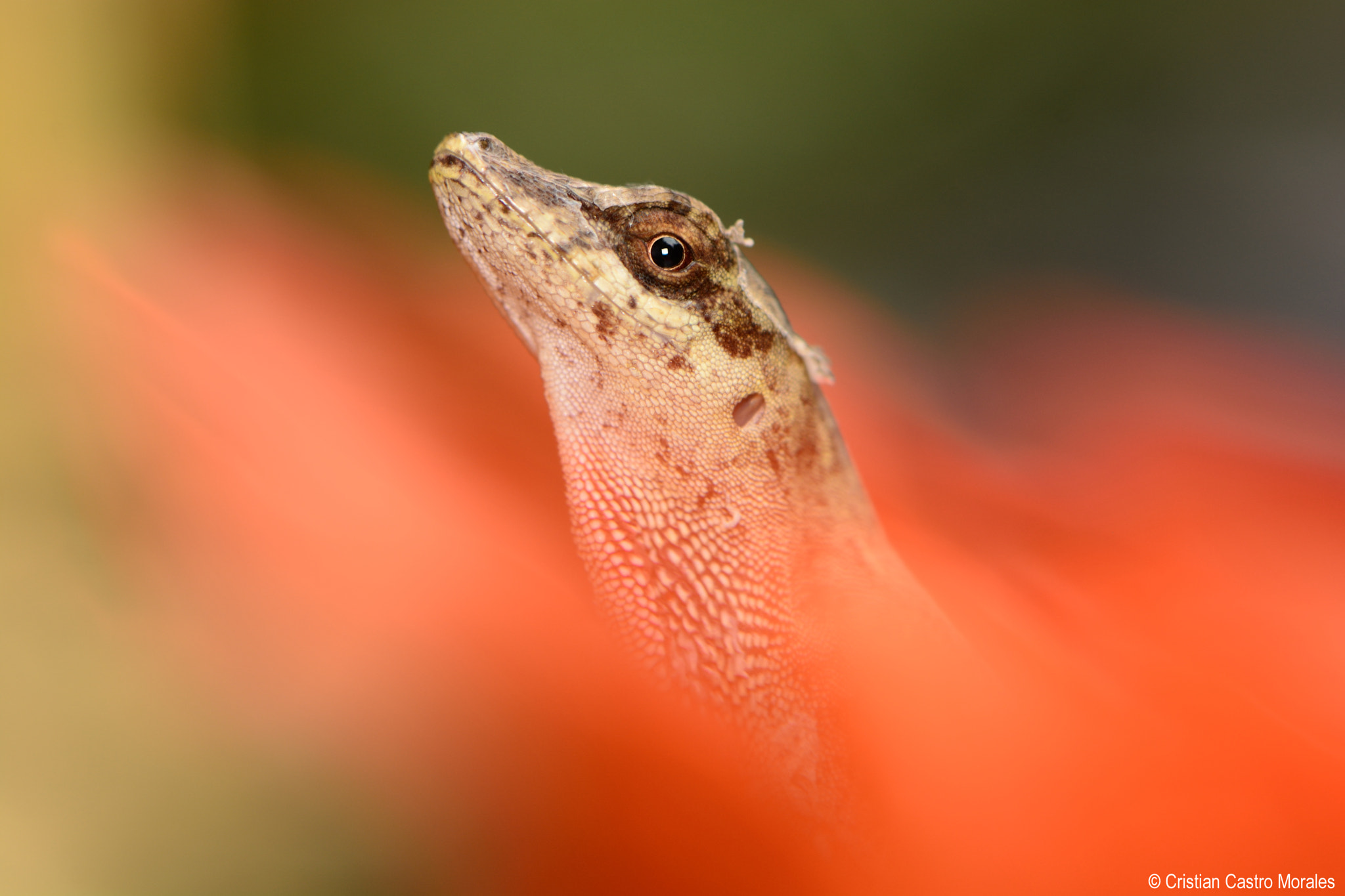 Nikon AF-S DX Micro-Nikkor 85mm F3.5G ED VR sample photo. Anton's anole (anolis antonii) photography