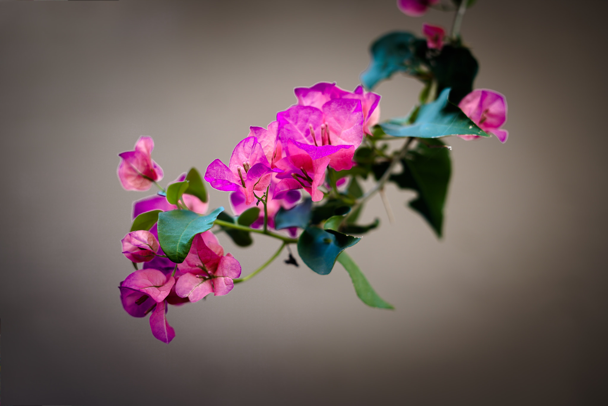 Sony a7R II + Sony FE 50mm F1.8 sample photo. Flowers photography