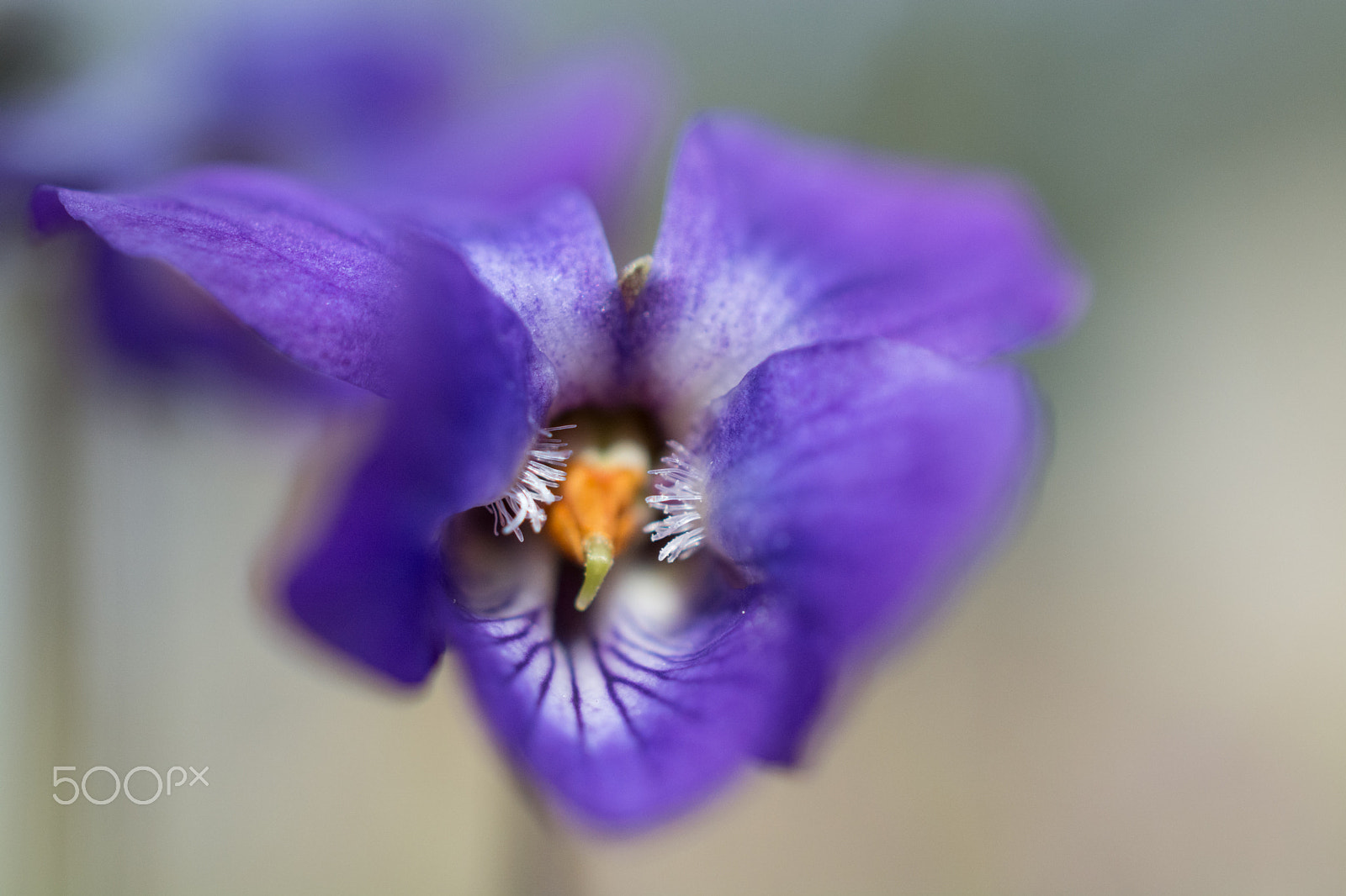 Nikon AF-S DX Micro Nikkor 40mm F2.8 sample photo. Violet photography