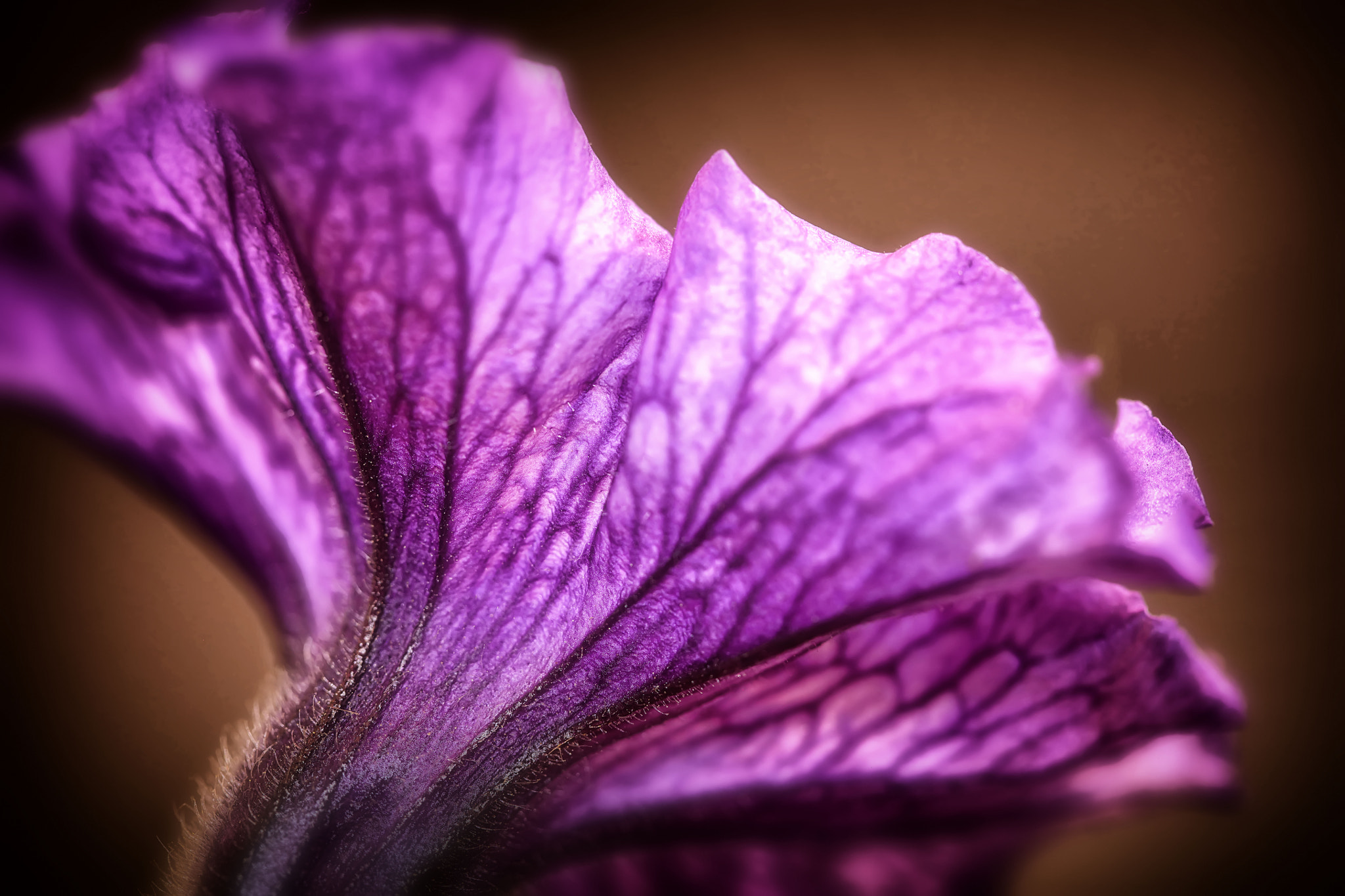 Canon EOS 5DS R + Canon EF 100mm F2.8 Macro USM sample photo. True colours photography