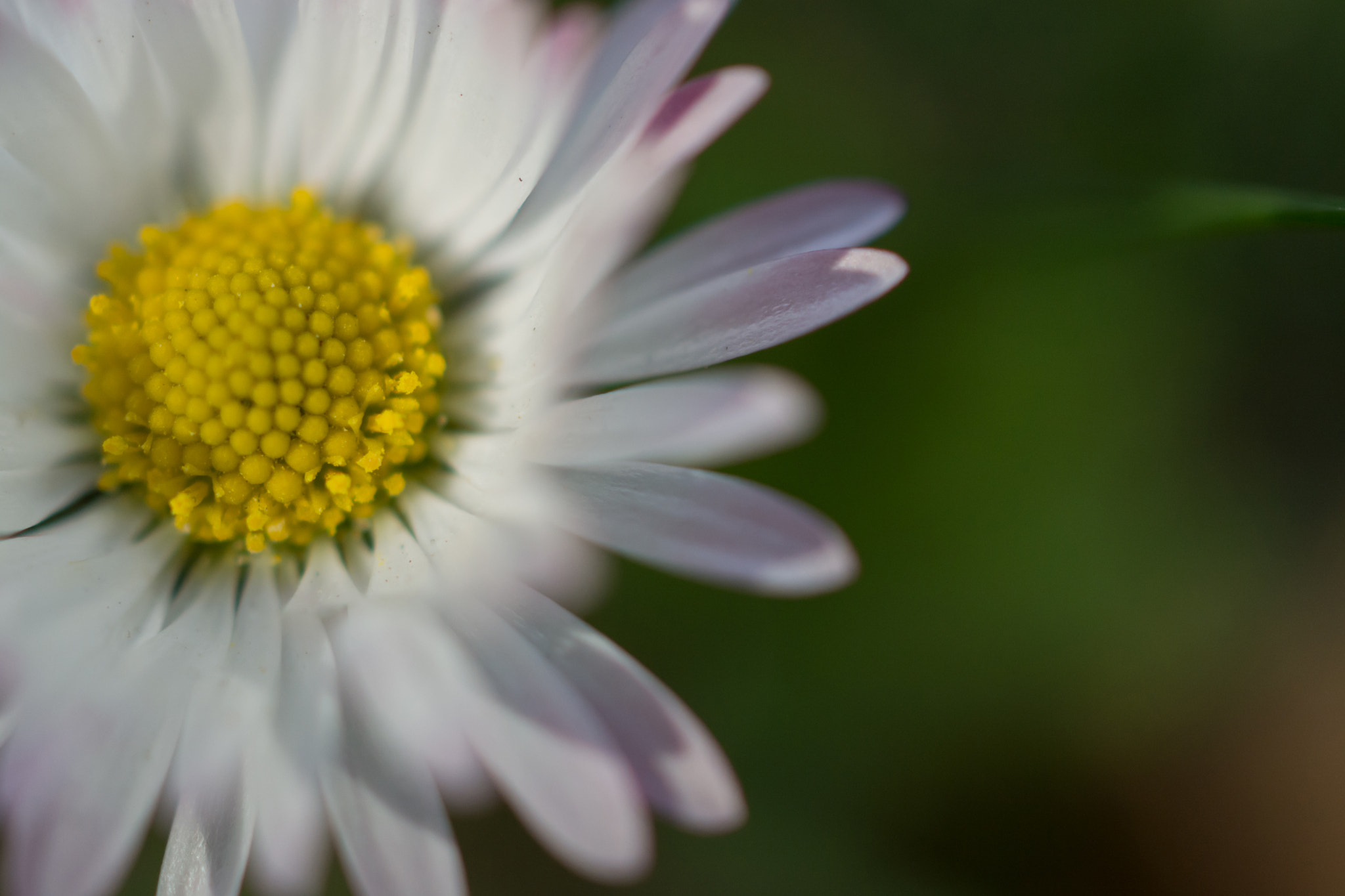Nikon AF-S DX Micro Nikkor 40mm F2.8 sample photo. Macro flower photography