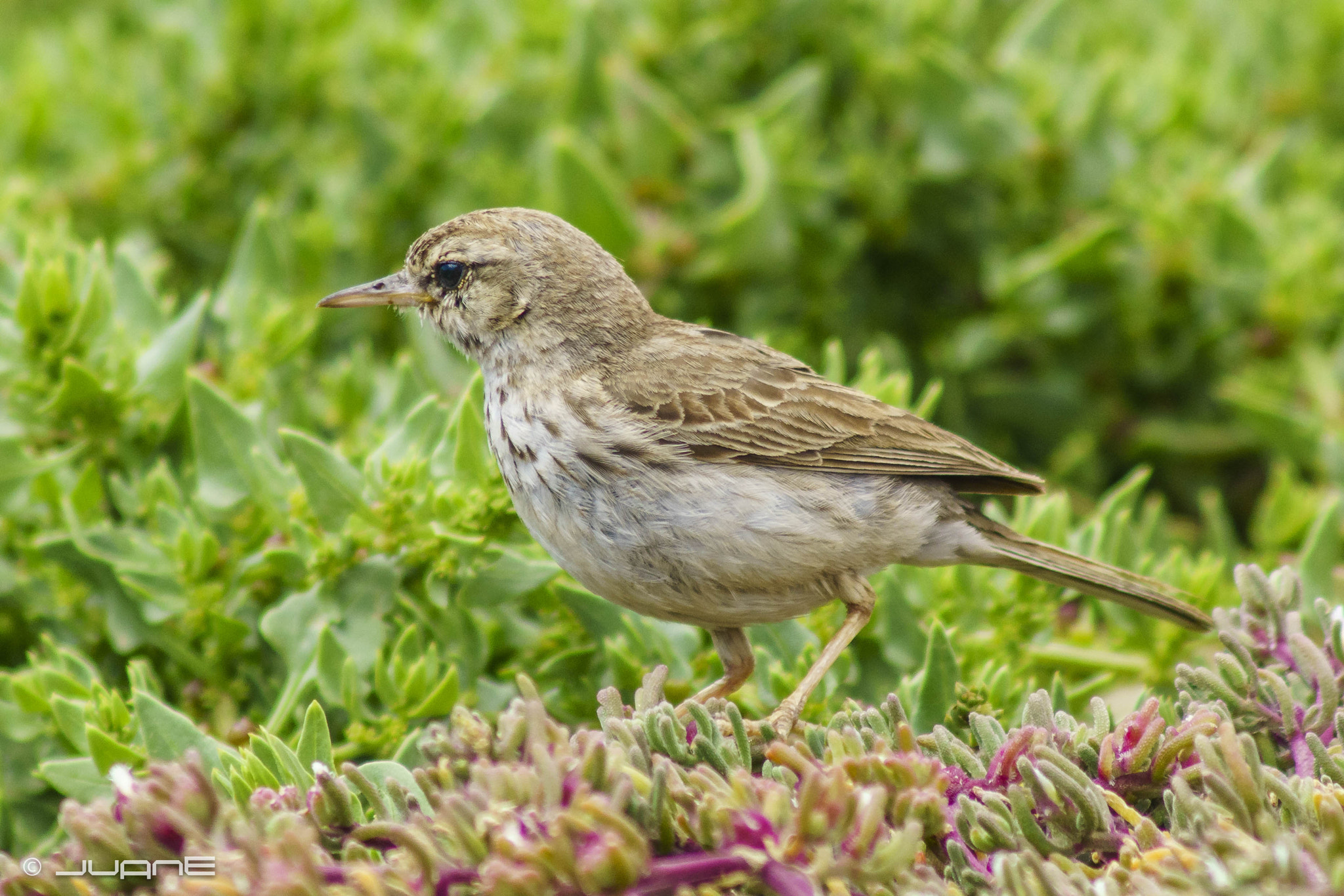 Sony a6000 sample photo. Bisbita caminero o de berthelot (anthus bertheloti photography