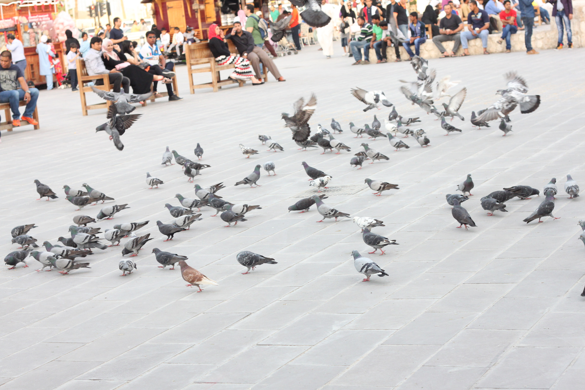 Canon EOS 500D (EOS Rebel T1i / EOS Kiss X3) sample photo. Pigeons photography