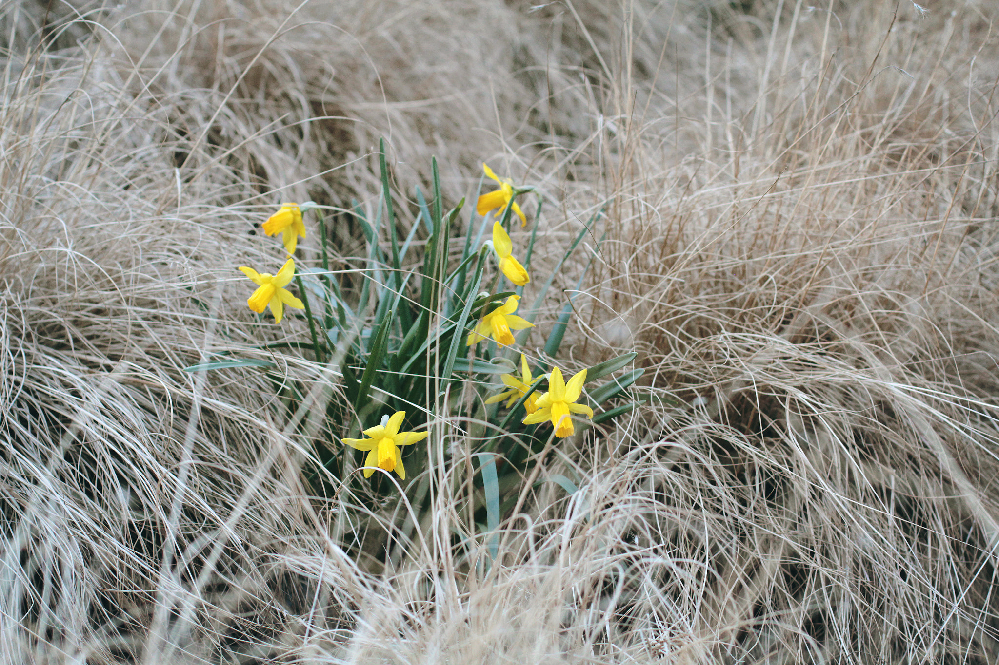 Canon EOS 550D (EOS Rebel T2i / EOS Kiss X4) sample photo. Beuaty and the beast photography