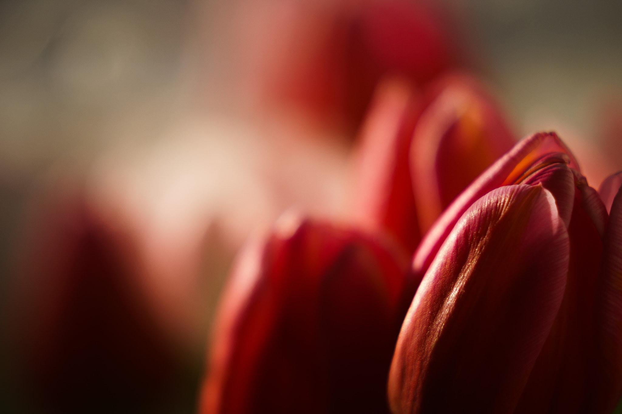 Sony a6300 + Sony FE 70-200mm F2.8 GM OSS sample photo. Hidden tulip photography