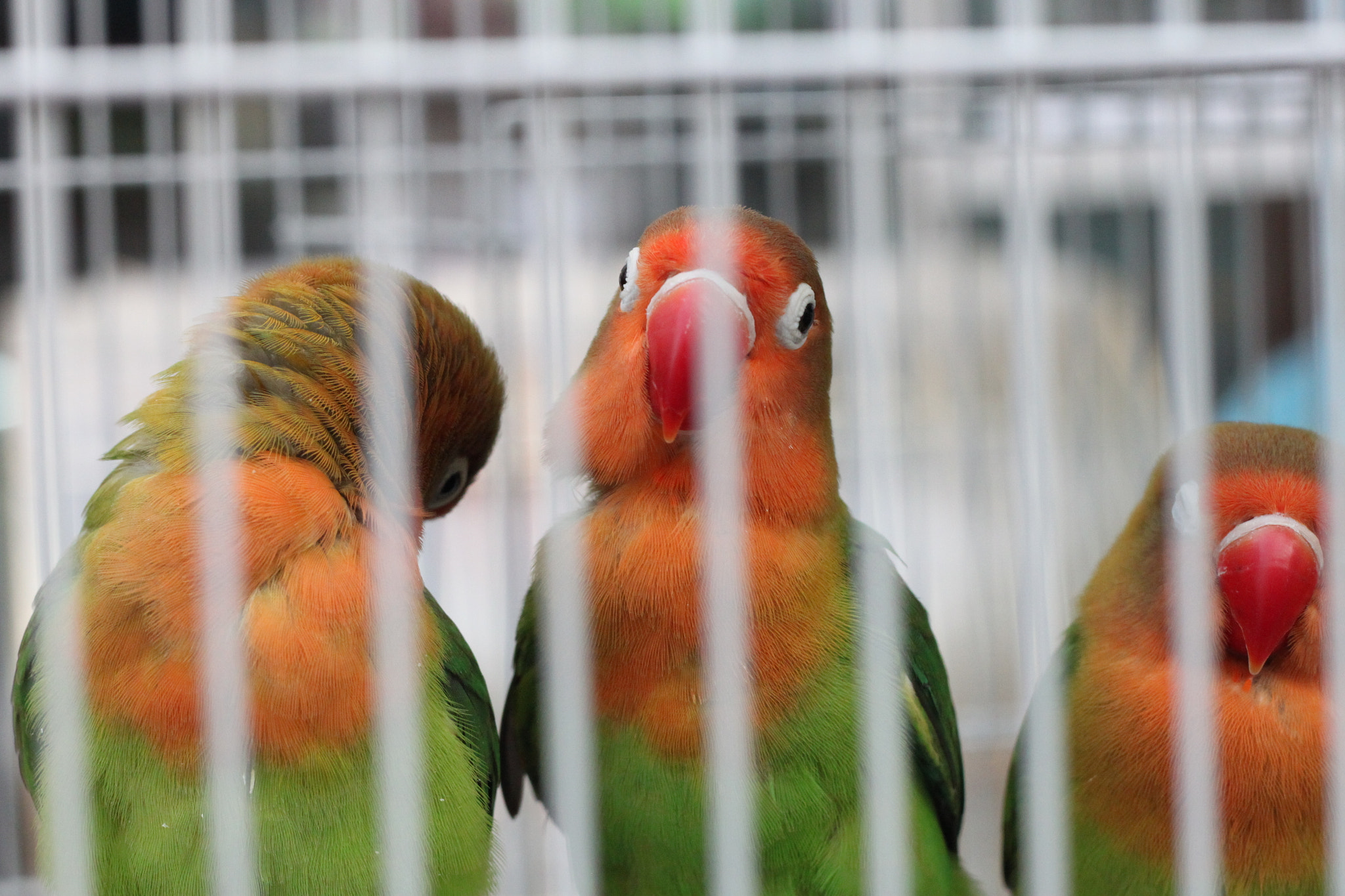 Canon EOS 500D (EOS Rebel T1i / EOS Kiss X3) sample photo. Parrots photography
