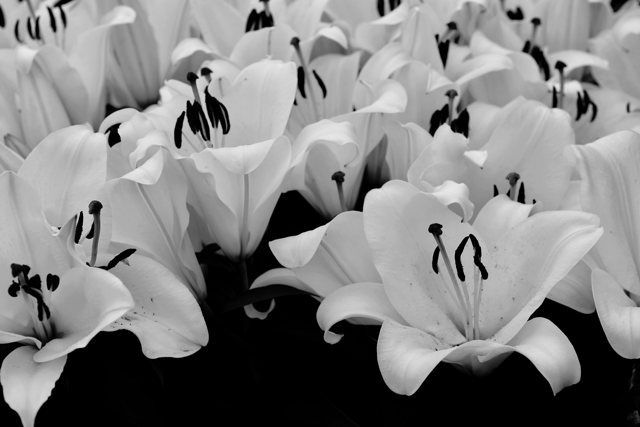 Canon EF 100mm F2.8L Macro IS USM sample photo. Windflowers photography