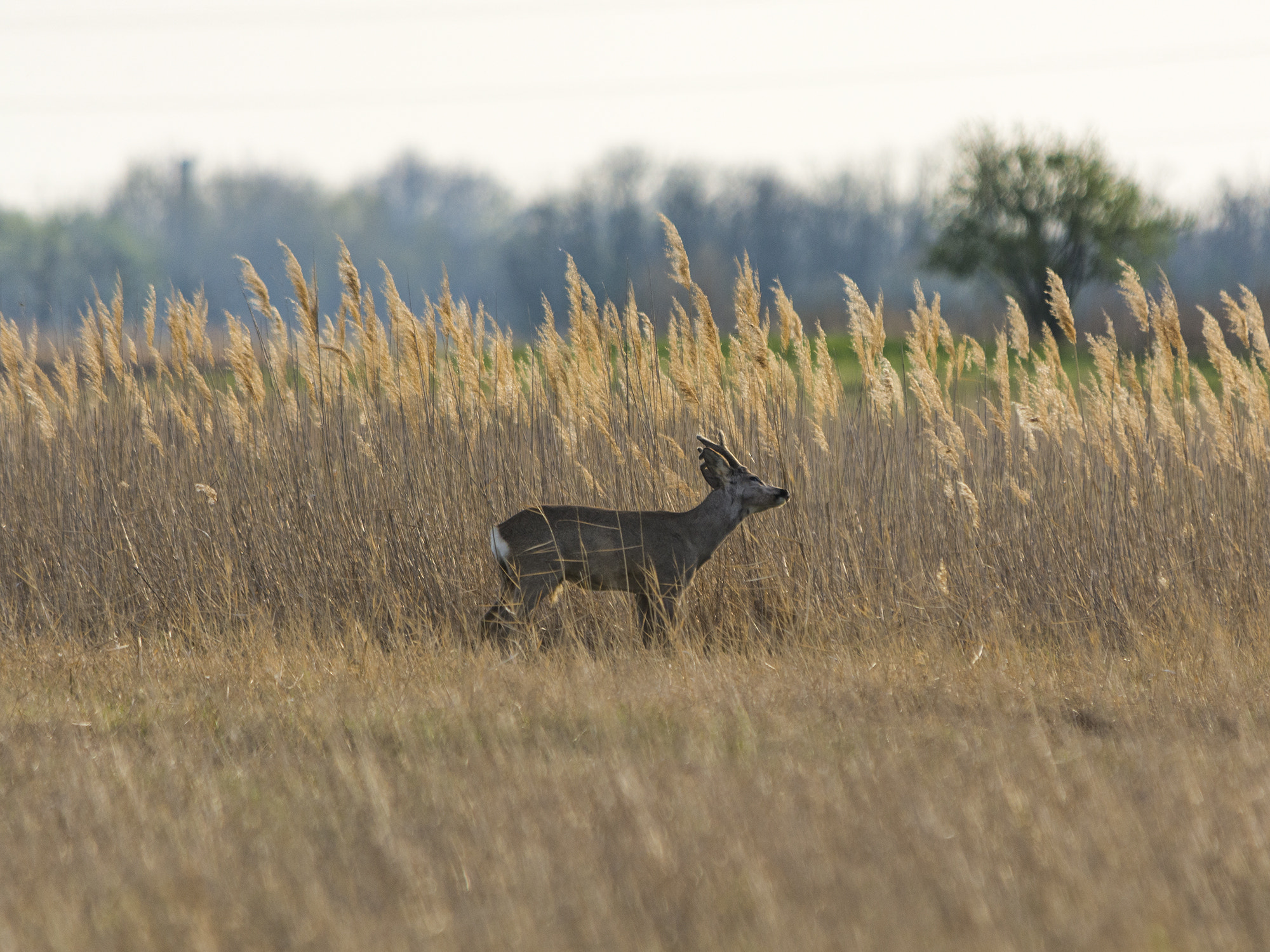 Sigma 150-500mm F5-6.3 DG OS HSM sample photo. Taster photography