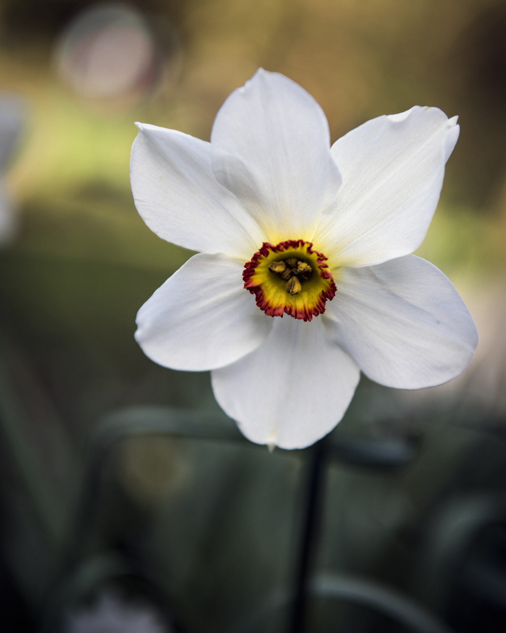 Nikon D810 sample photo. The joy of spring (2) photography