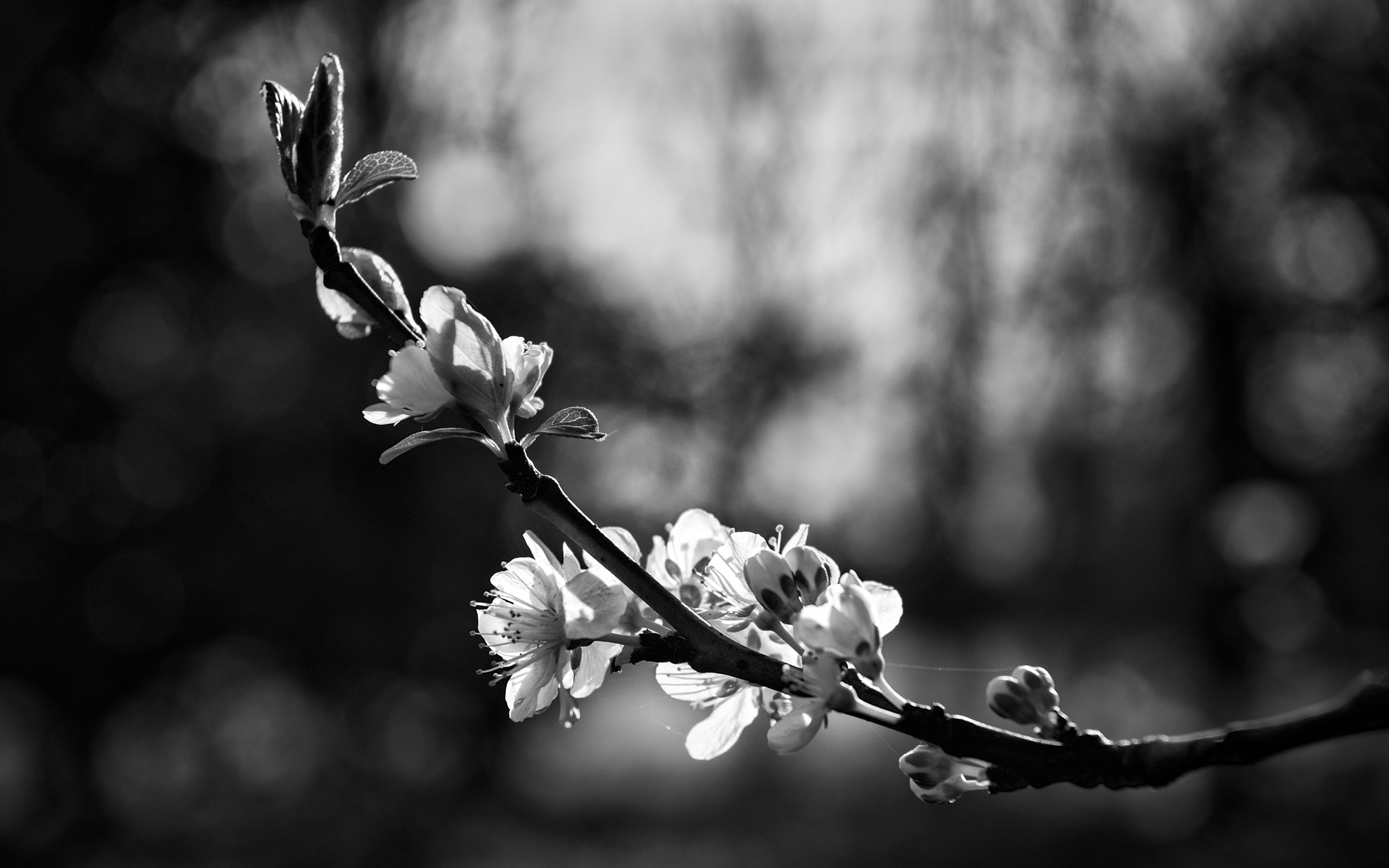 Nikon AF-S Nikkor 24-70mm F2.8E ED VR sample photo. The joy of spring (1) photography