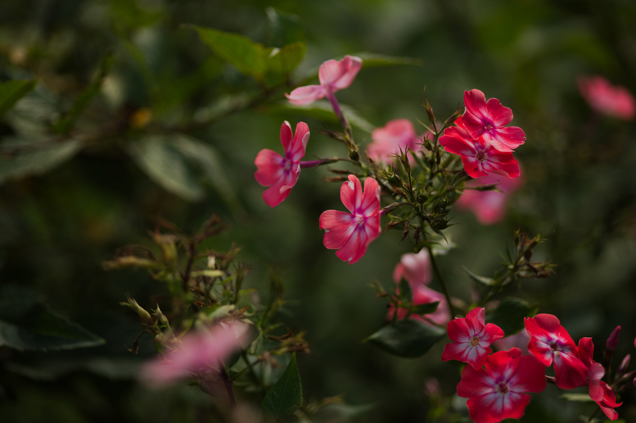 Canon EOS 5D + Sigma 105mm F2.8 EX DG Macro sample photo. Img_2968.jpg photography