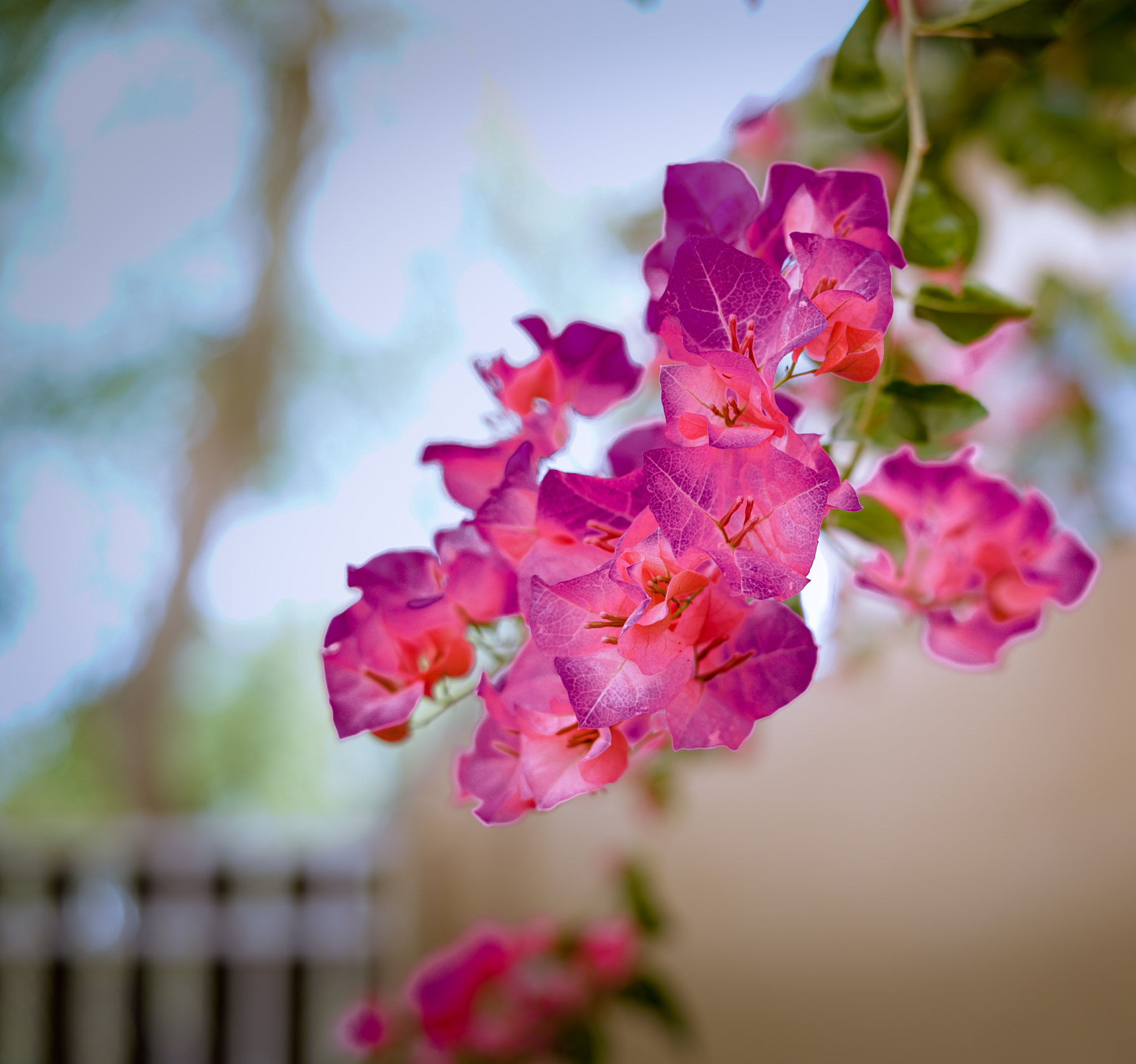 Sony a7R II + Sony FE 50mm F1.8 sample photo. Ethereal blossoms photography