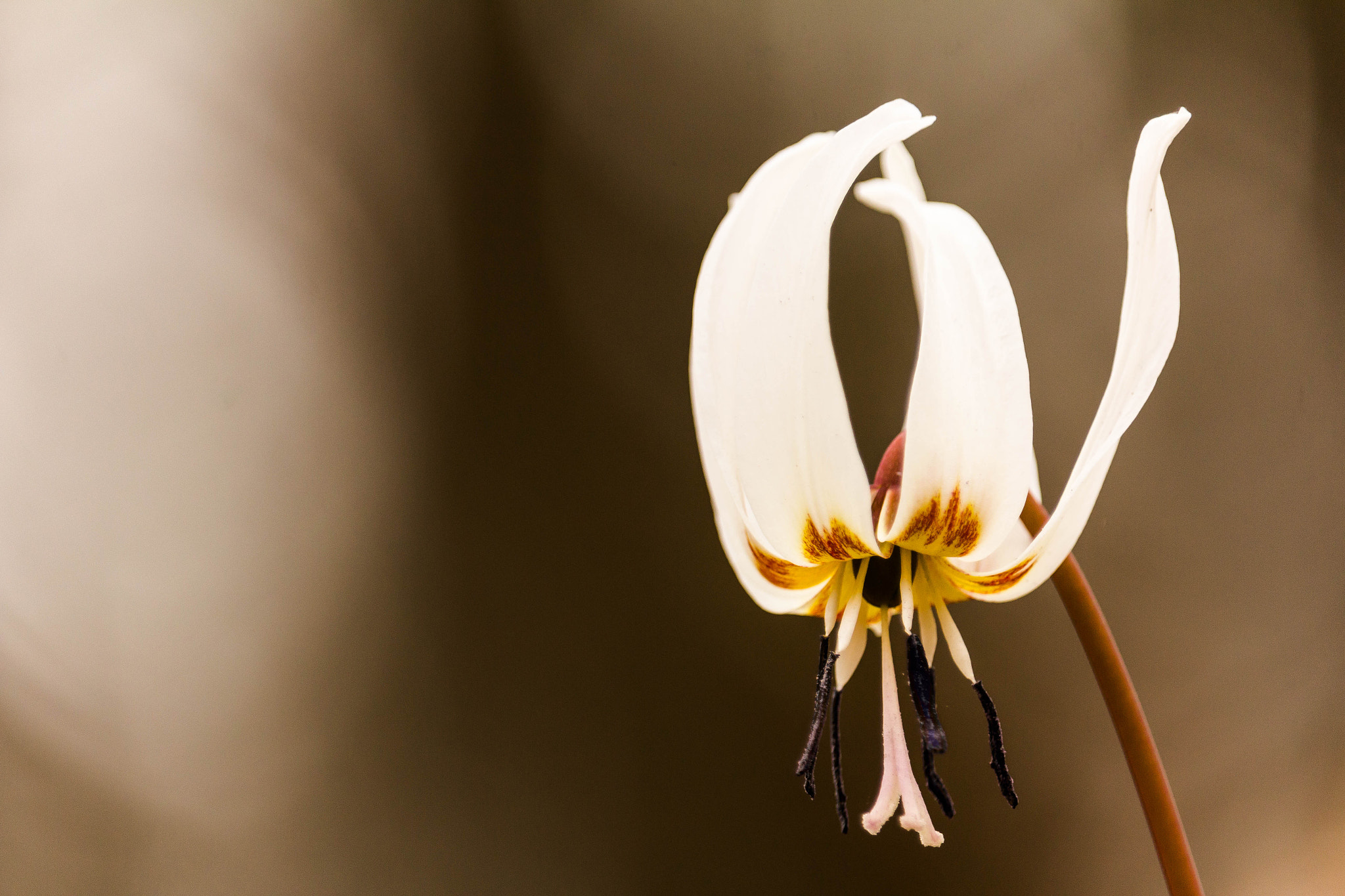 Canon EF-S 55-250mm F4-5.6 IS STM sample photo. Spring flower photography