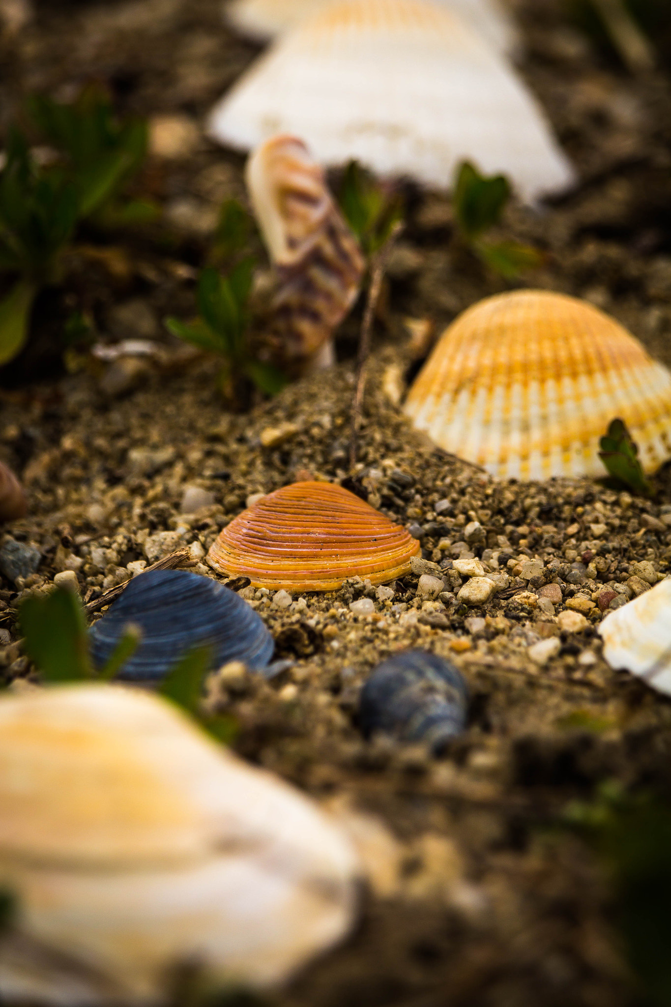 Canon EF-S 55-250mm F4-5.6 IS STM sample photo. Seashells photography