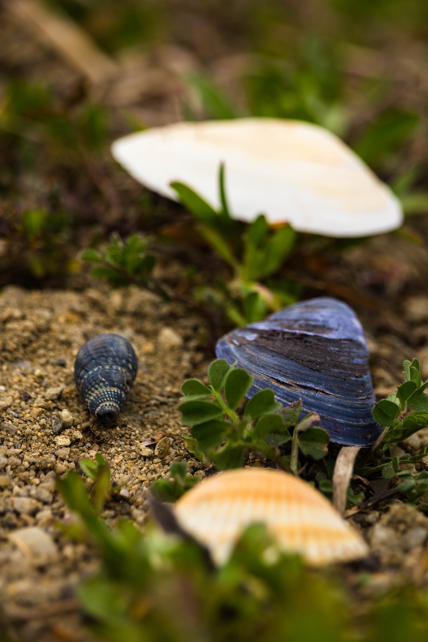 Canon EF-S 55-250mm F4-5.6 IS STM sample photo. Seashells 2 photography