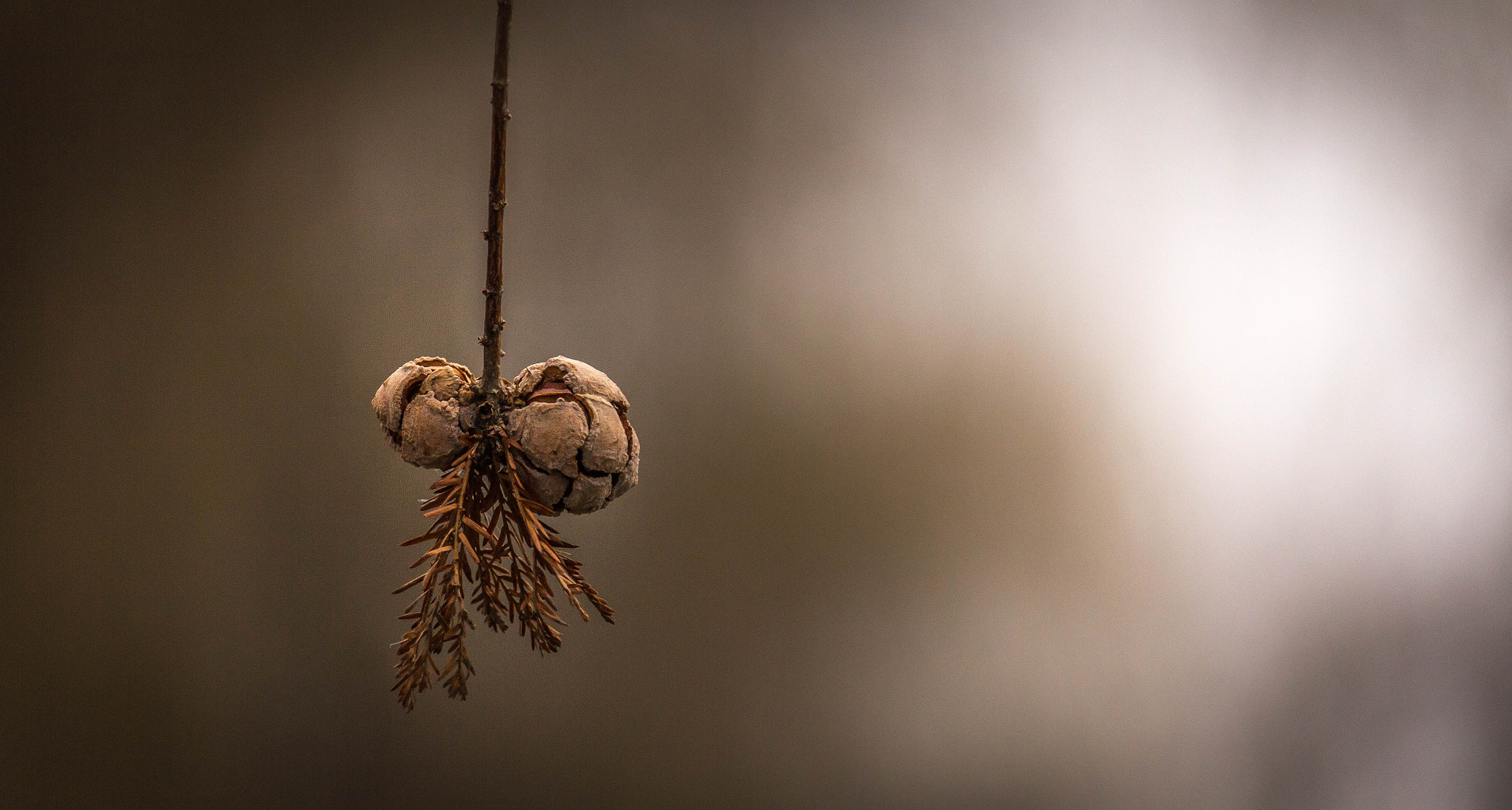 Canon EF-S 55-250mm F4-5.6 IS STM sample photo. Macro in the park photography