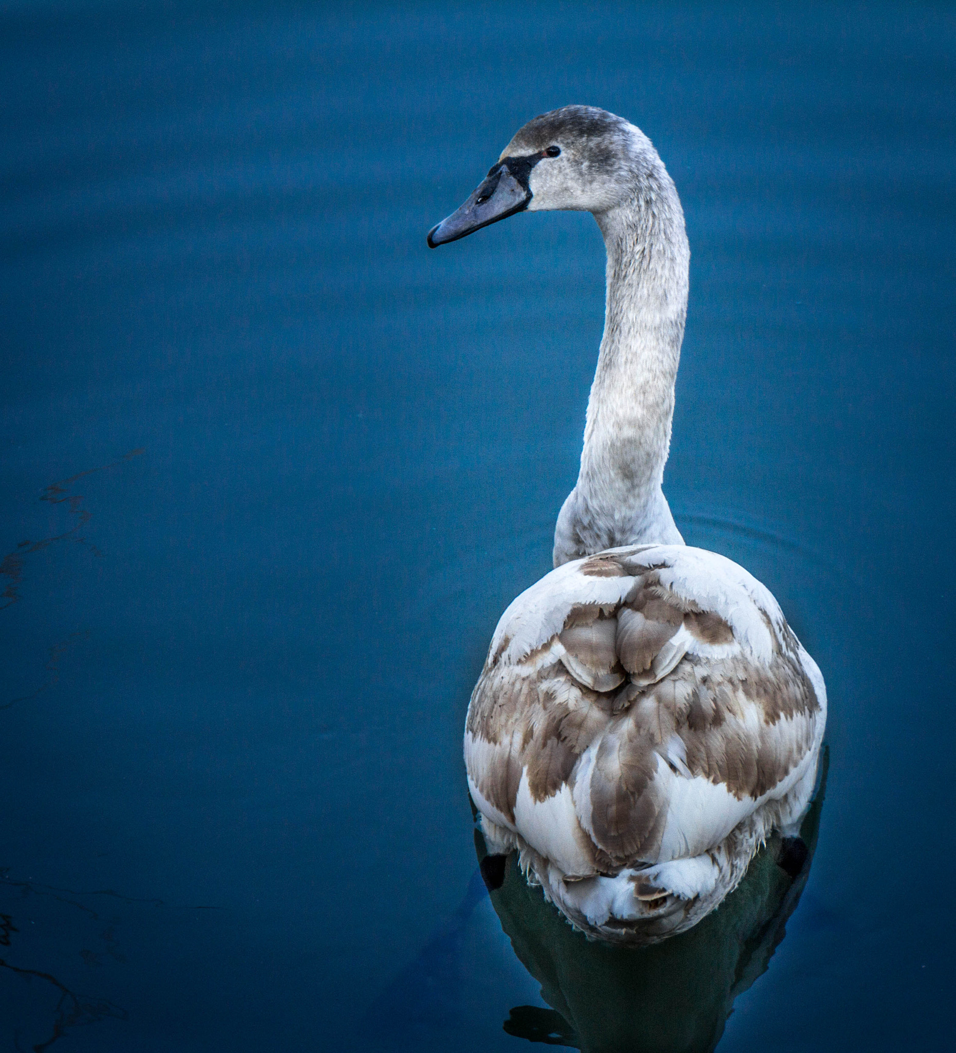 Canon EF 24-105mm F3.5-5.6 IS STM sample photo. Swan photography