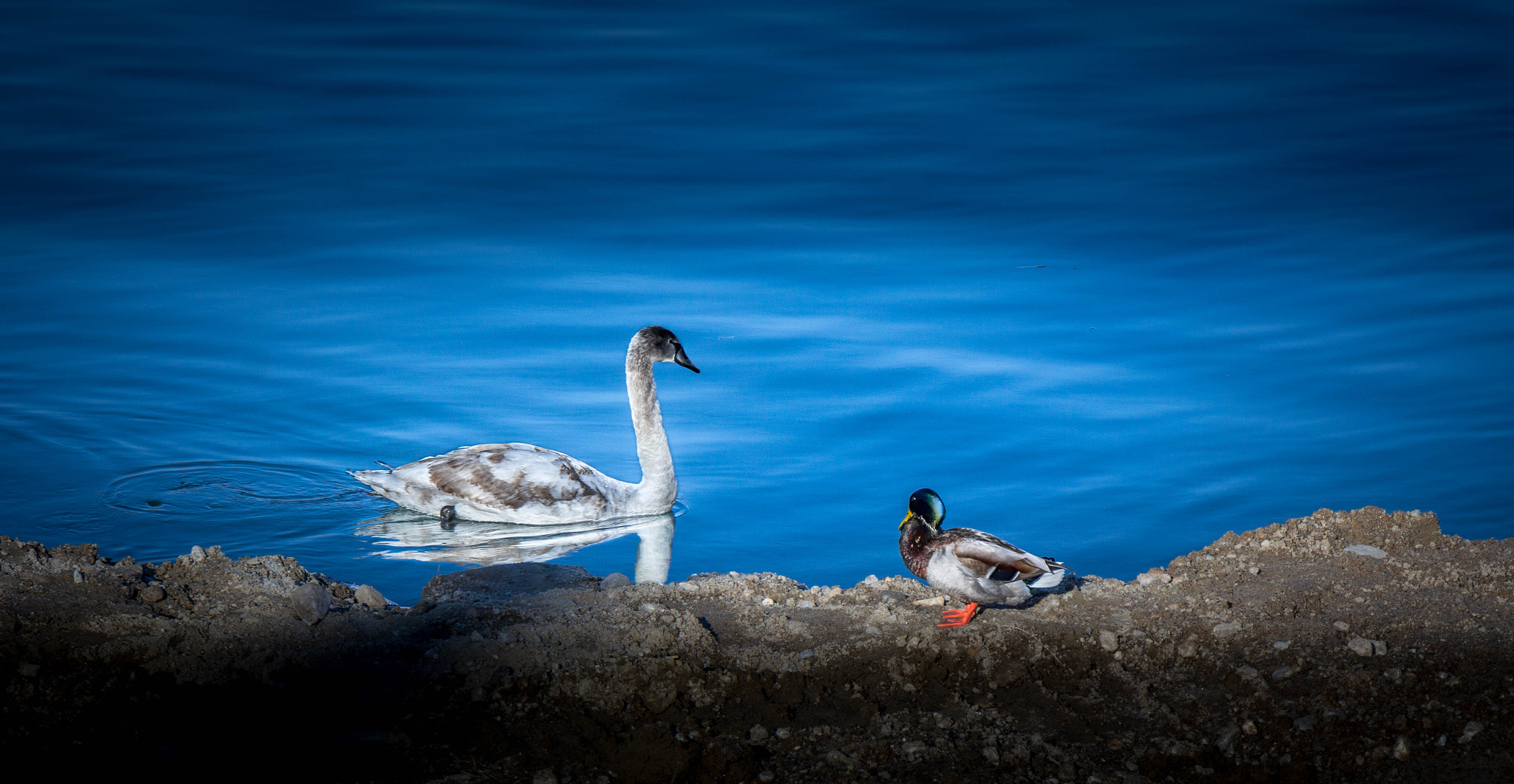 Canon EF 24-105mm F3.5-5.6 IS STM sample photo. Swan and goose photography
