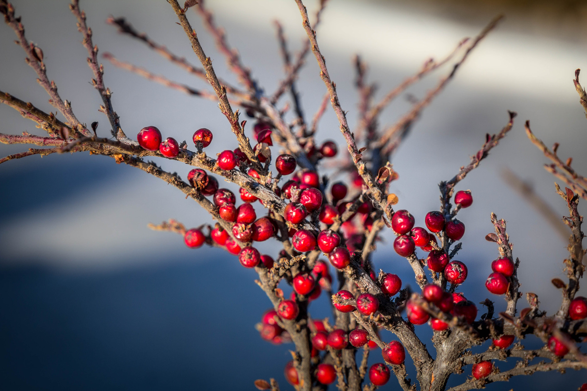 Canon EOS 60D sample photo. Red fruit in winter photography
