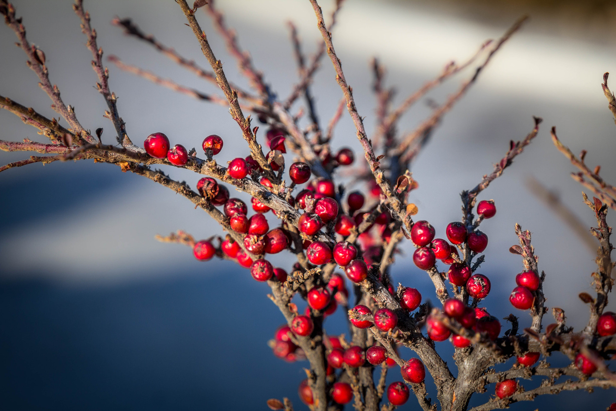 Canon EF 24-105mm F3.5-5.6 IS STM sample photo. Red fruit in winter photography