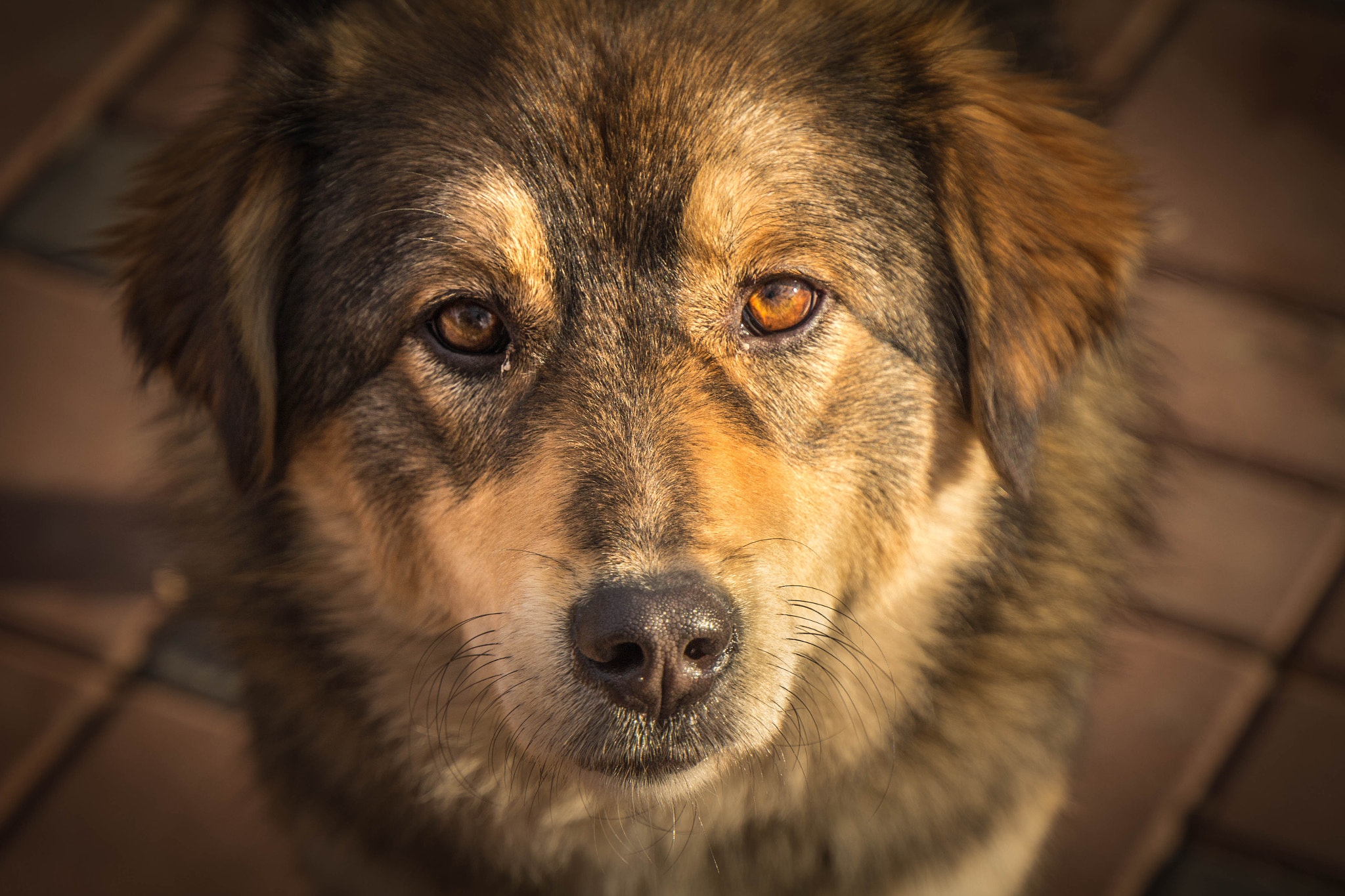 Canon EF 24-105mm F3.5-5.6 IS STM sample photo. Puppy eyes photography