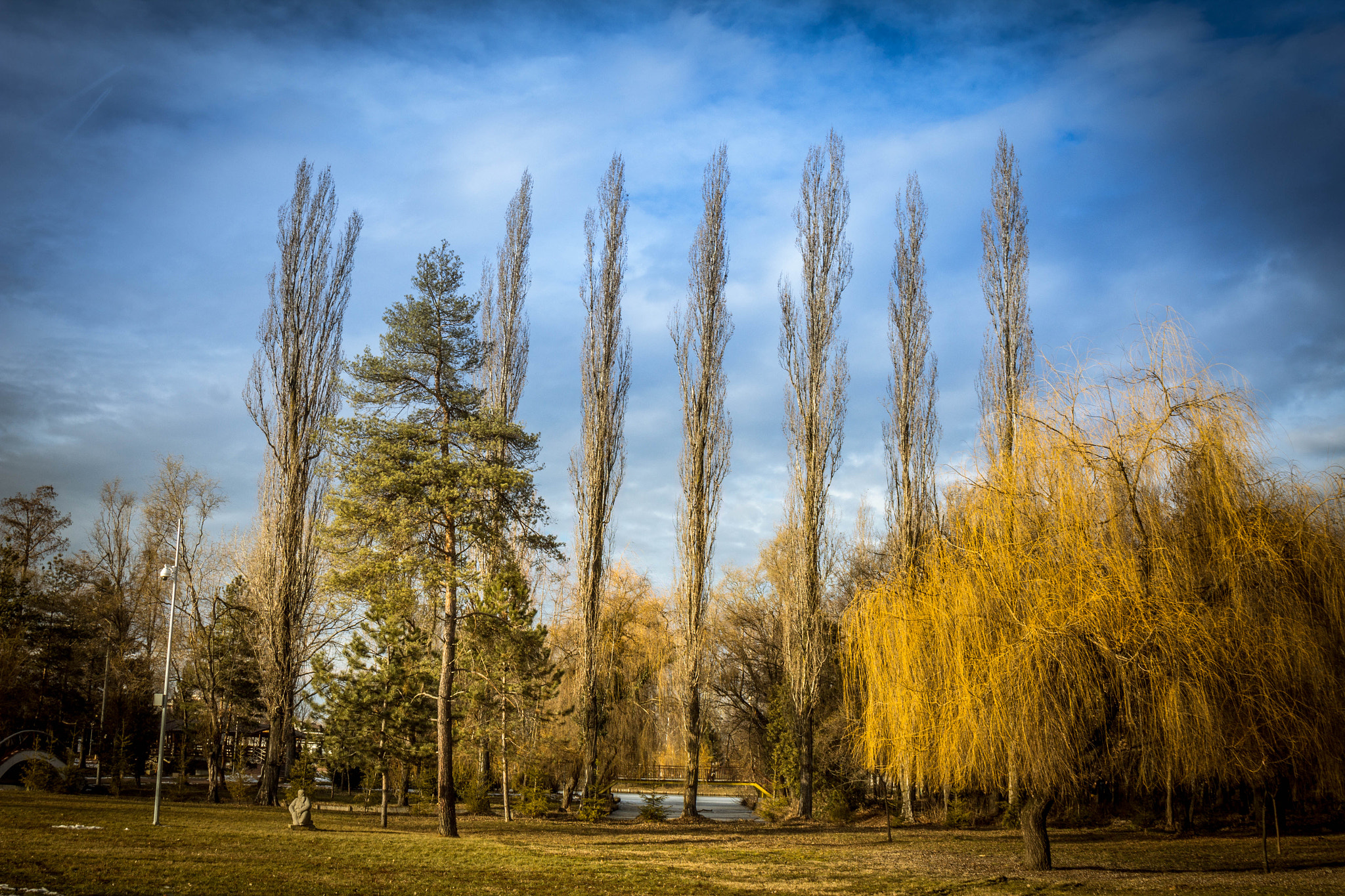 Canon EF 24-105mm F3.5-5.6 IS STM sample photo. Perfectly straight trees photography