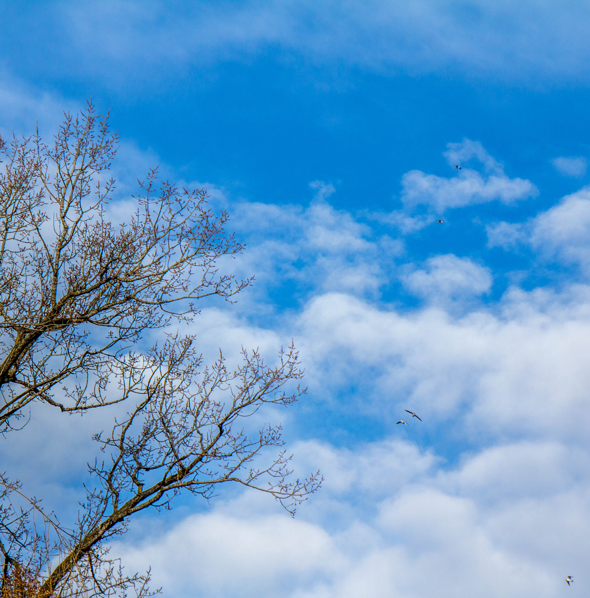 Canon EF 24-105mm F3.5-5.6 IS STM sample photo. Trees in the skies photography
