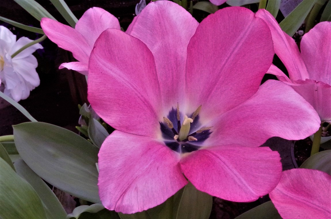 Pentax smc DA 18-55mm F3.5-5.6 AL sample photo. Pretty shade of color.  :)) photography